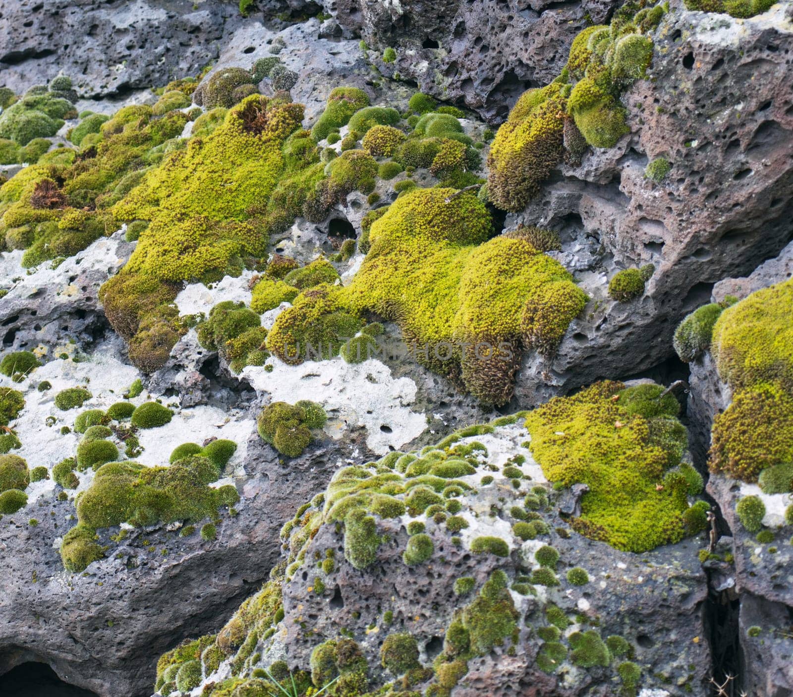 Close up moss grown up cover the rough stones and on the floor in the forest. Show with macro view. Rocks full of the moss texture in nature for wallpaper.