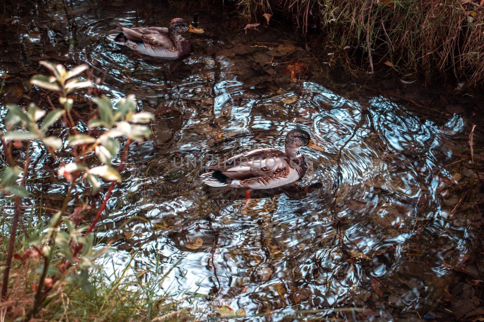 Close up duck swimming on a sunny pond concept photo. Waterfowl habitat. Front view photography. High quality picture