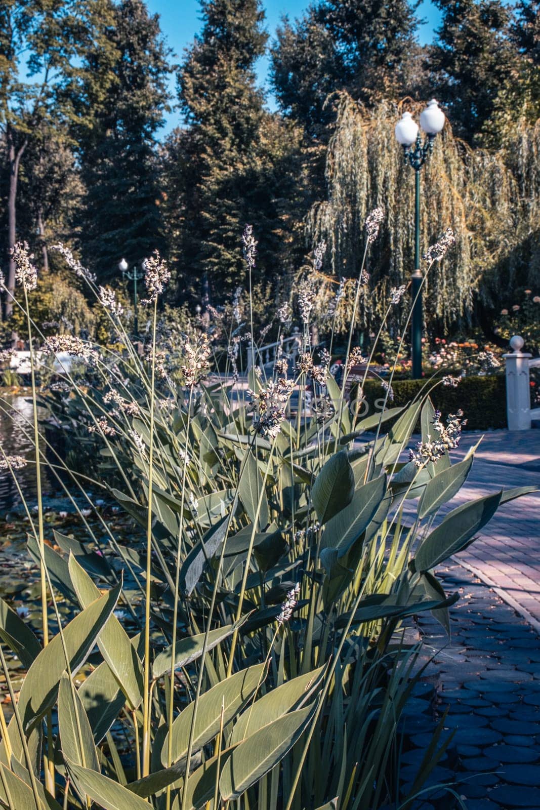 View of a garden pond filled with blossoming aquatic plant concept photo by _Nataly_Nati_