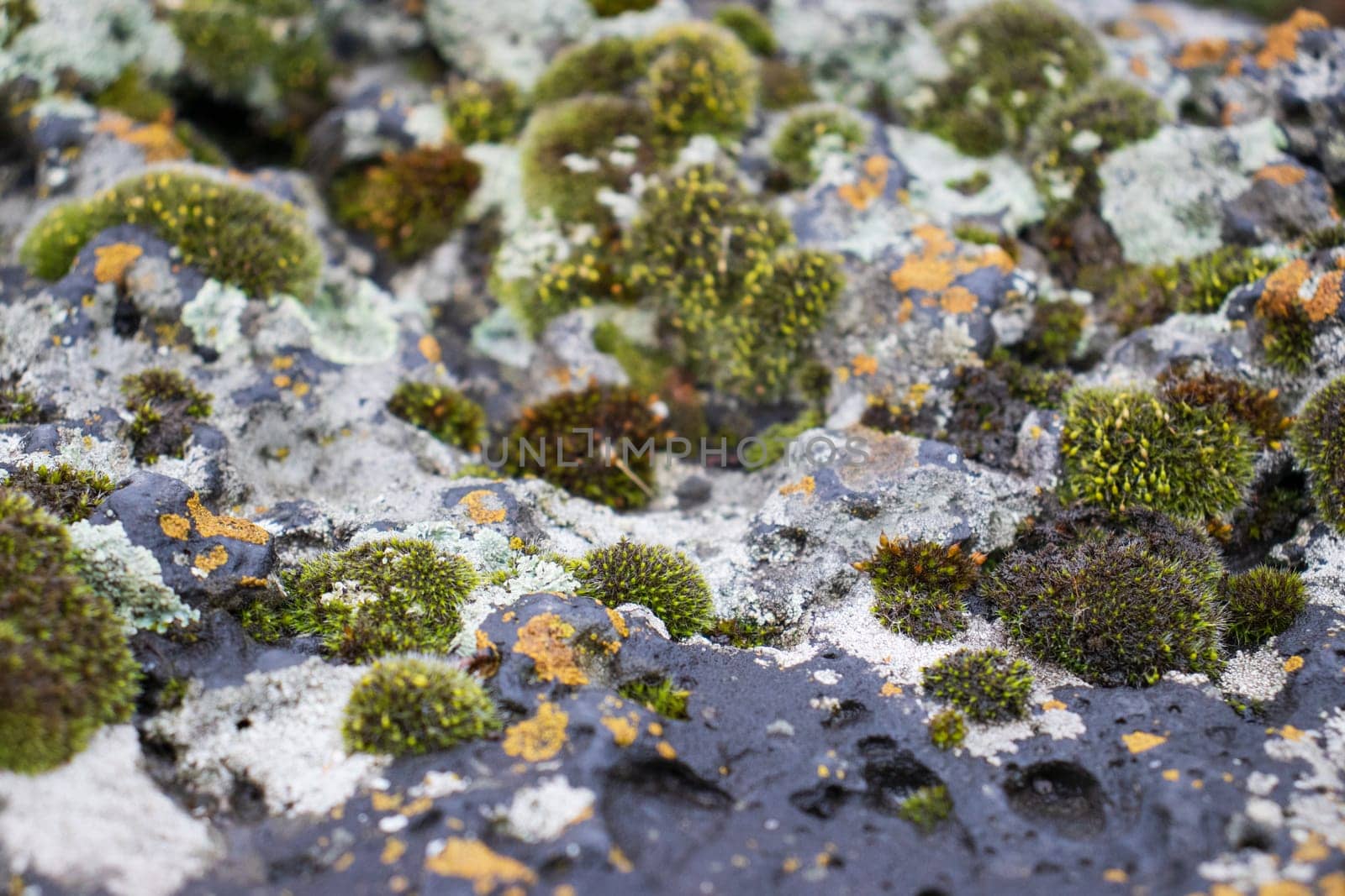 Close up moss grown up cover the rough stones and on the floor in the forest. Show with macro view. Rocks full of the moss texture in nature for wallpaper.