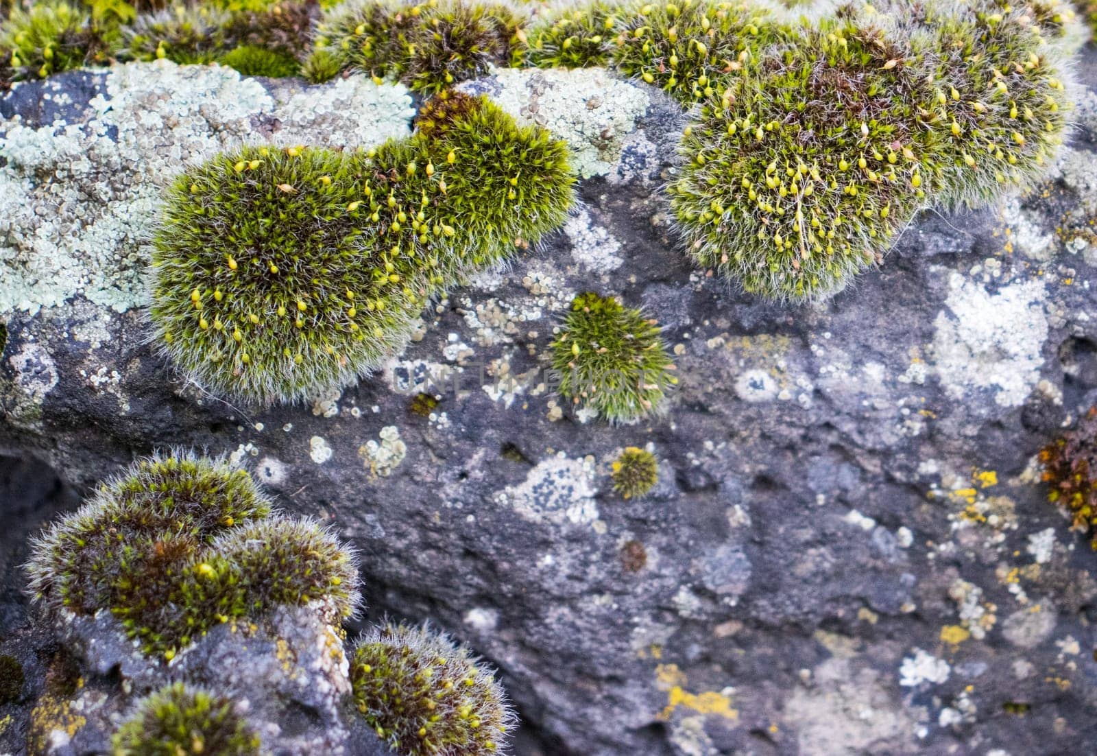 Close up moss grown up cover the rough stones and on the floor in the forest. Show with macro view. Rocks full of the moss texture in nature for wallpaper.