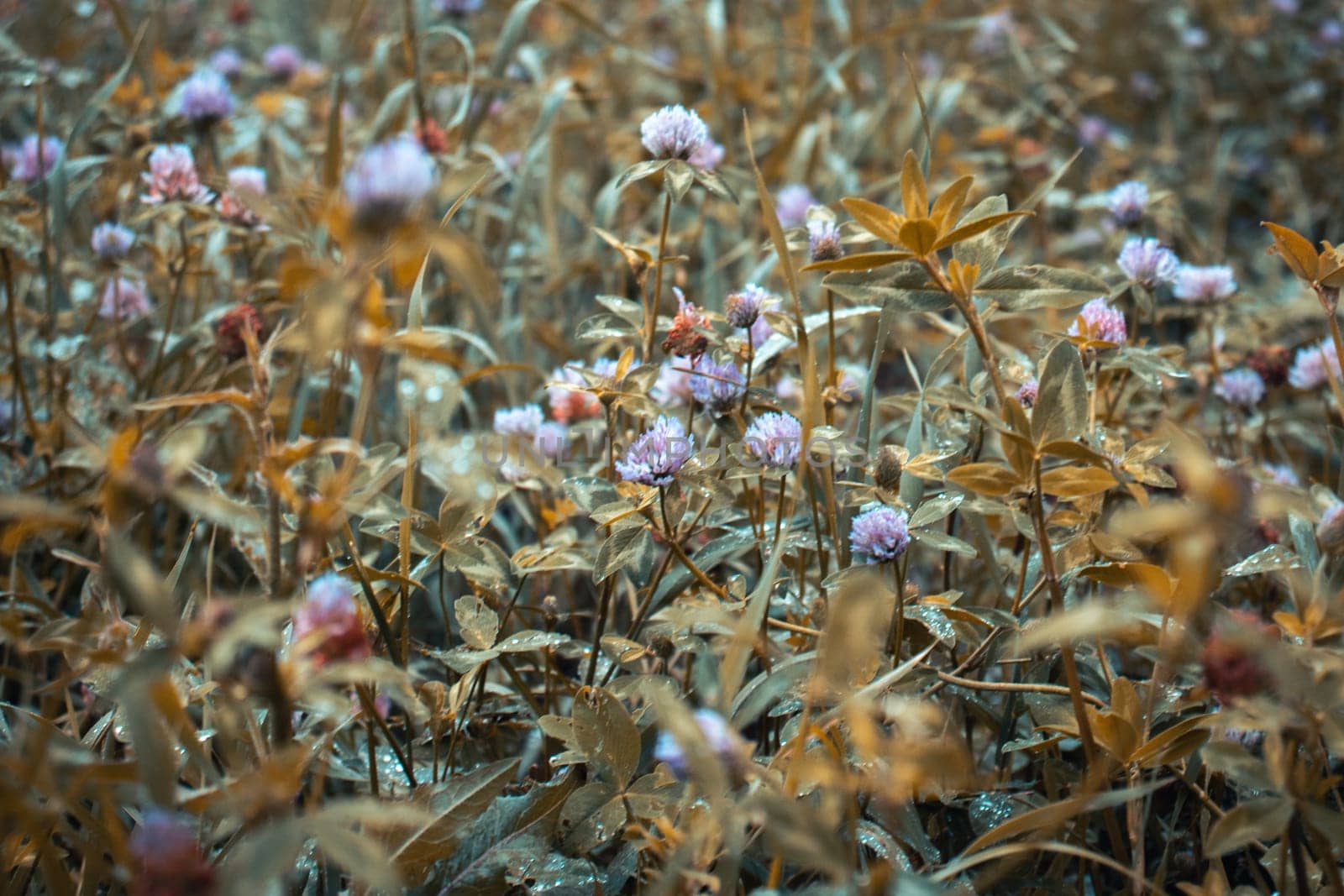 Close up meadow clover flower under the rain concept photo. Beauty Trifolium pratense purple flower grows on summer pasture, sunny day