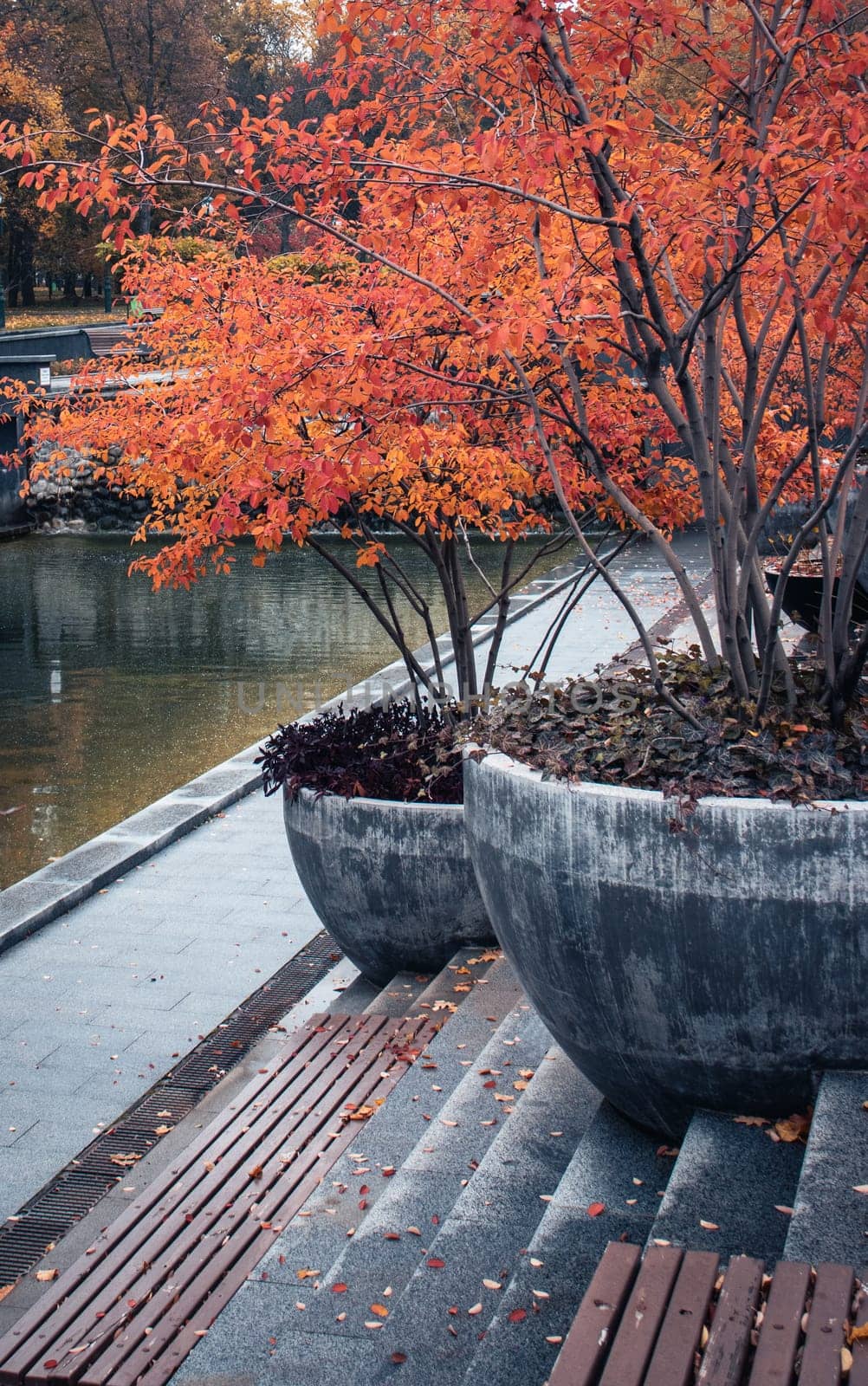 Autumnal morning near water concept photo. Fall season, red trees in a pots. by _Nataly_Nati_