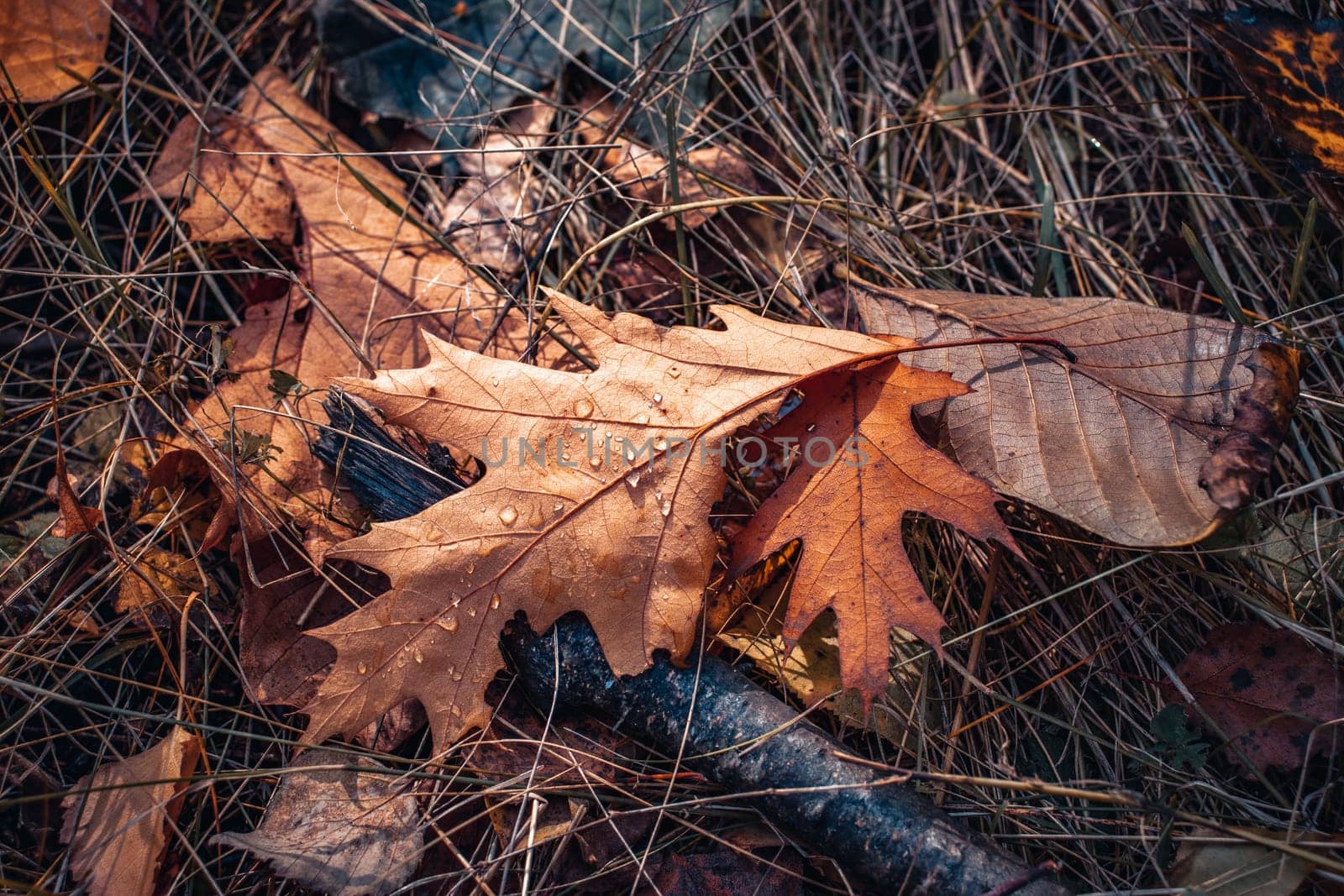 Autumn oak leaves on grass concept photo. Autumnal colorful background by _Nataly_Nati_