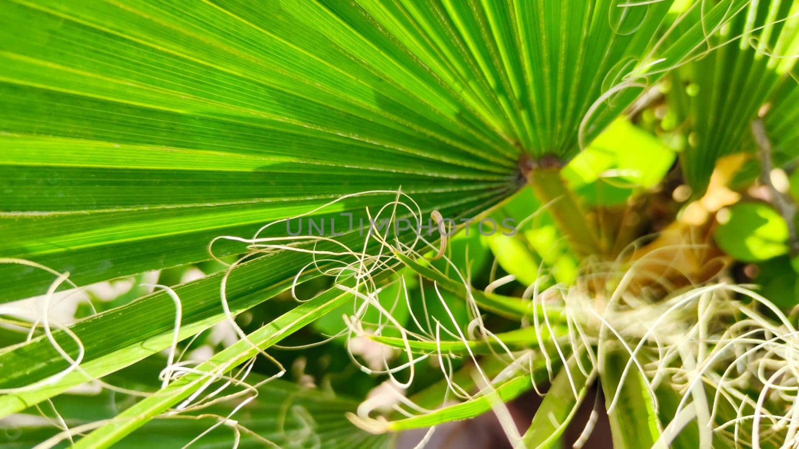 Green tropical palm leaf, close-up