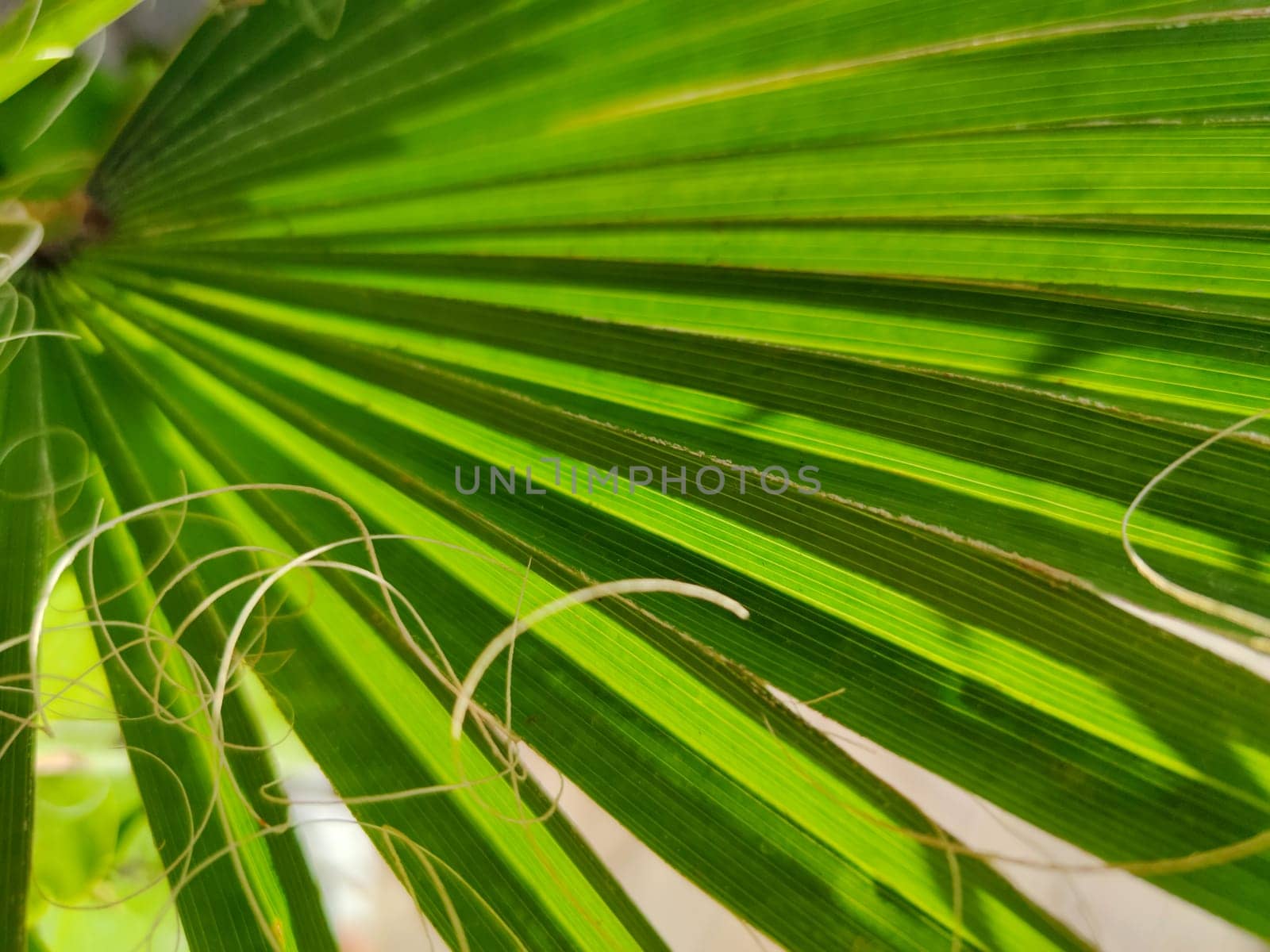 Bright green tropical palm leaf, close-up
