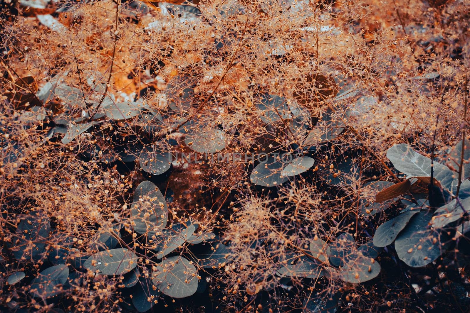 Cotinus coggygria bright blossom bush concept photo. by _Nataly_Nati_