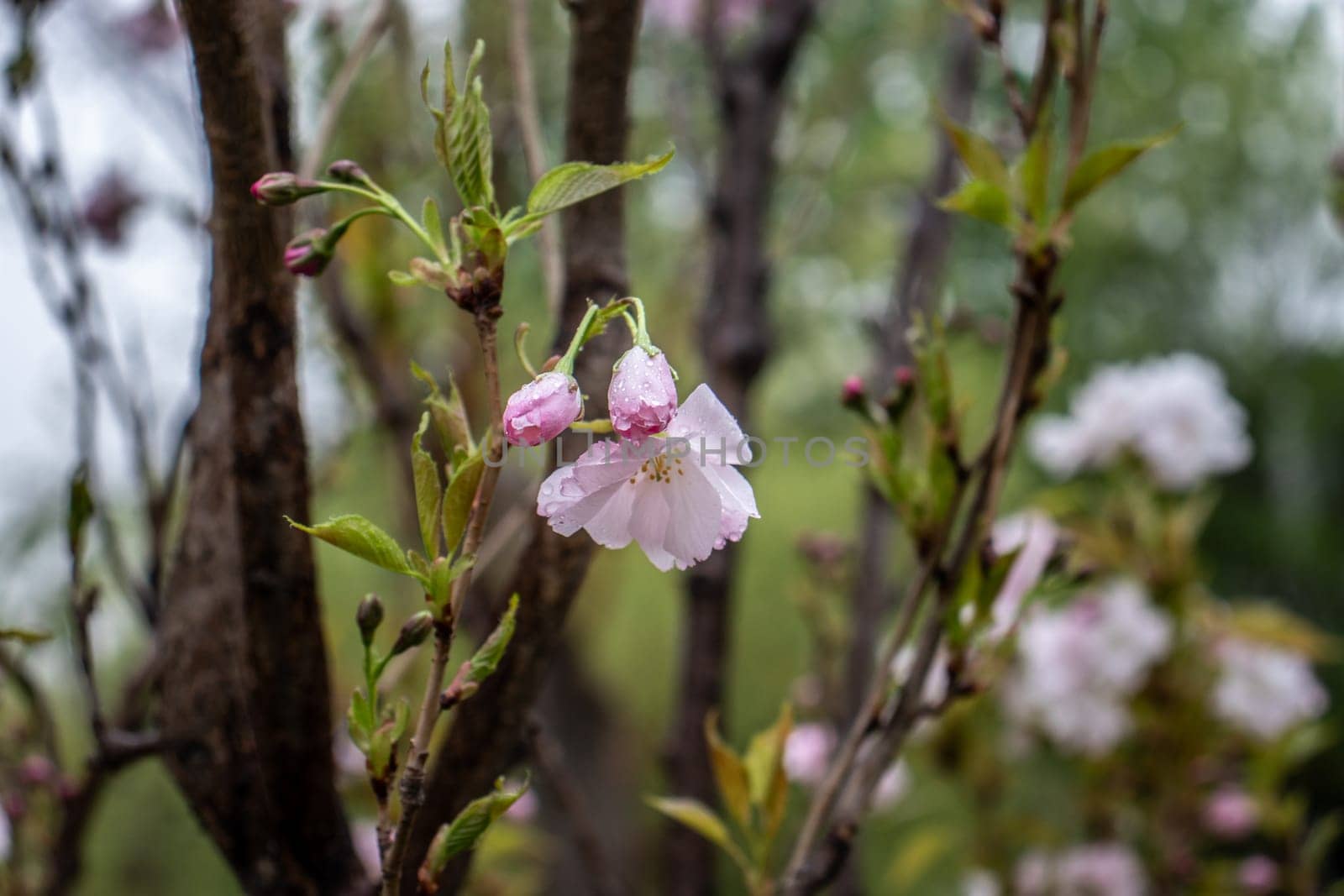 Close up pink sakura flower on tree concept photo. Photography with blurred background. Countryside at spring season. Spring garden blossom background