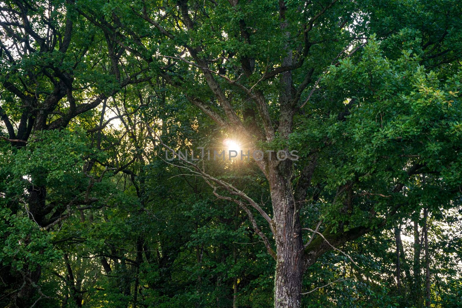 Oak Grove. suns rays break through branches of an oak tree.