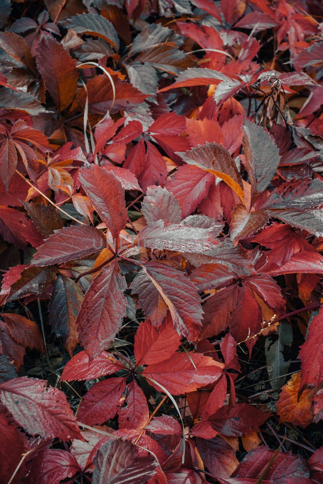 Red leaves with dew in autumn morning concept photo. Autumn atmosphere image. by _Nataly_Nati_