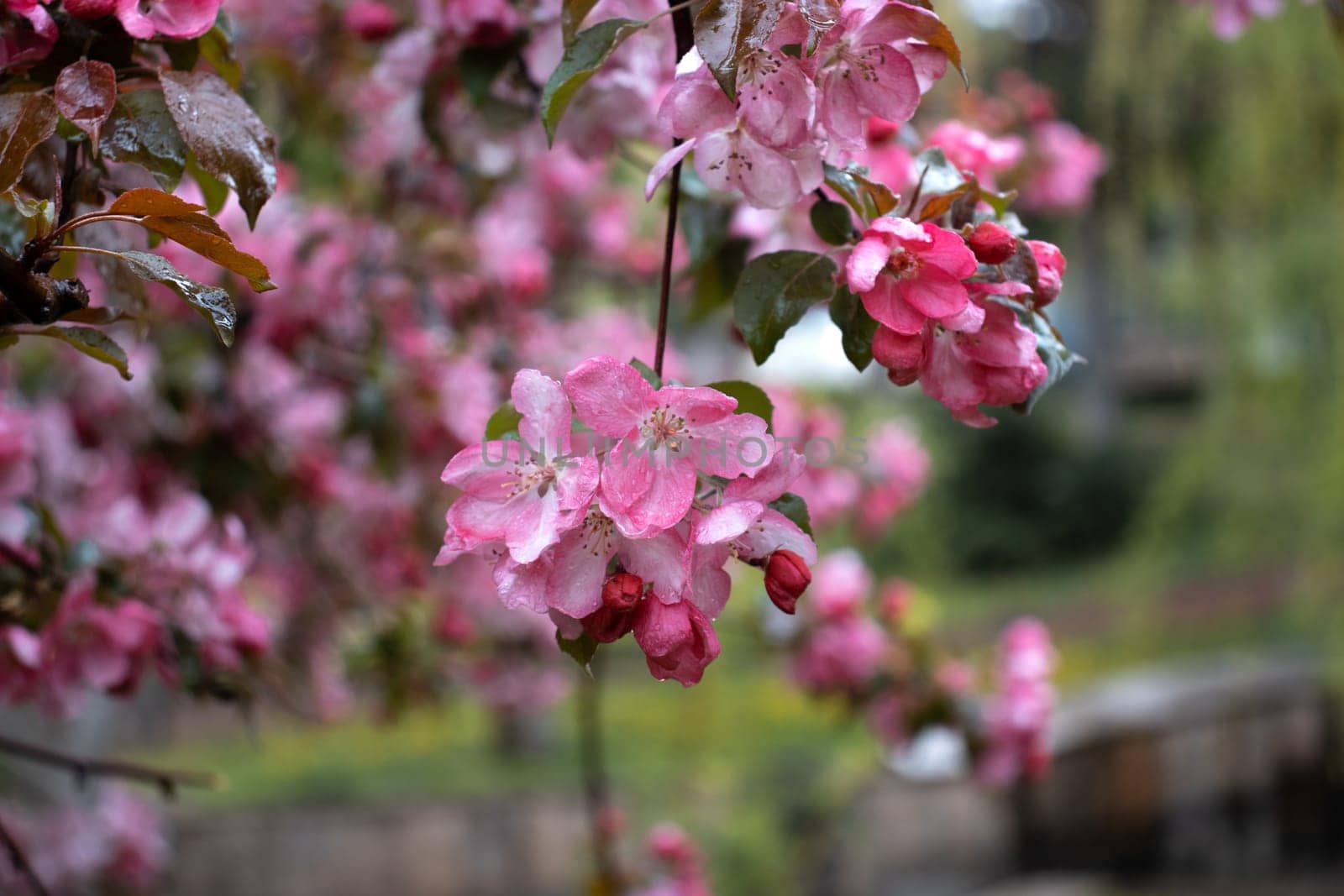 Close up apple spring flower with rain drops concept photo. Photography with blurred background. Countryside at spring season. Spring garden blossom background