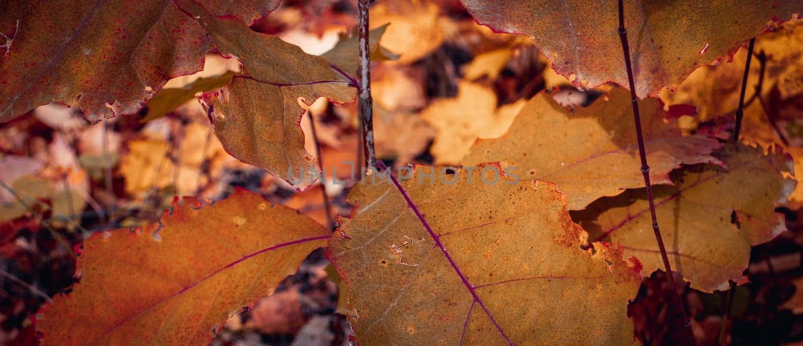 Bright oak leaves on the branch concept photo. Autumnal colorful background. by _Nataly_Nati_