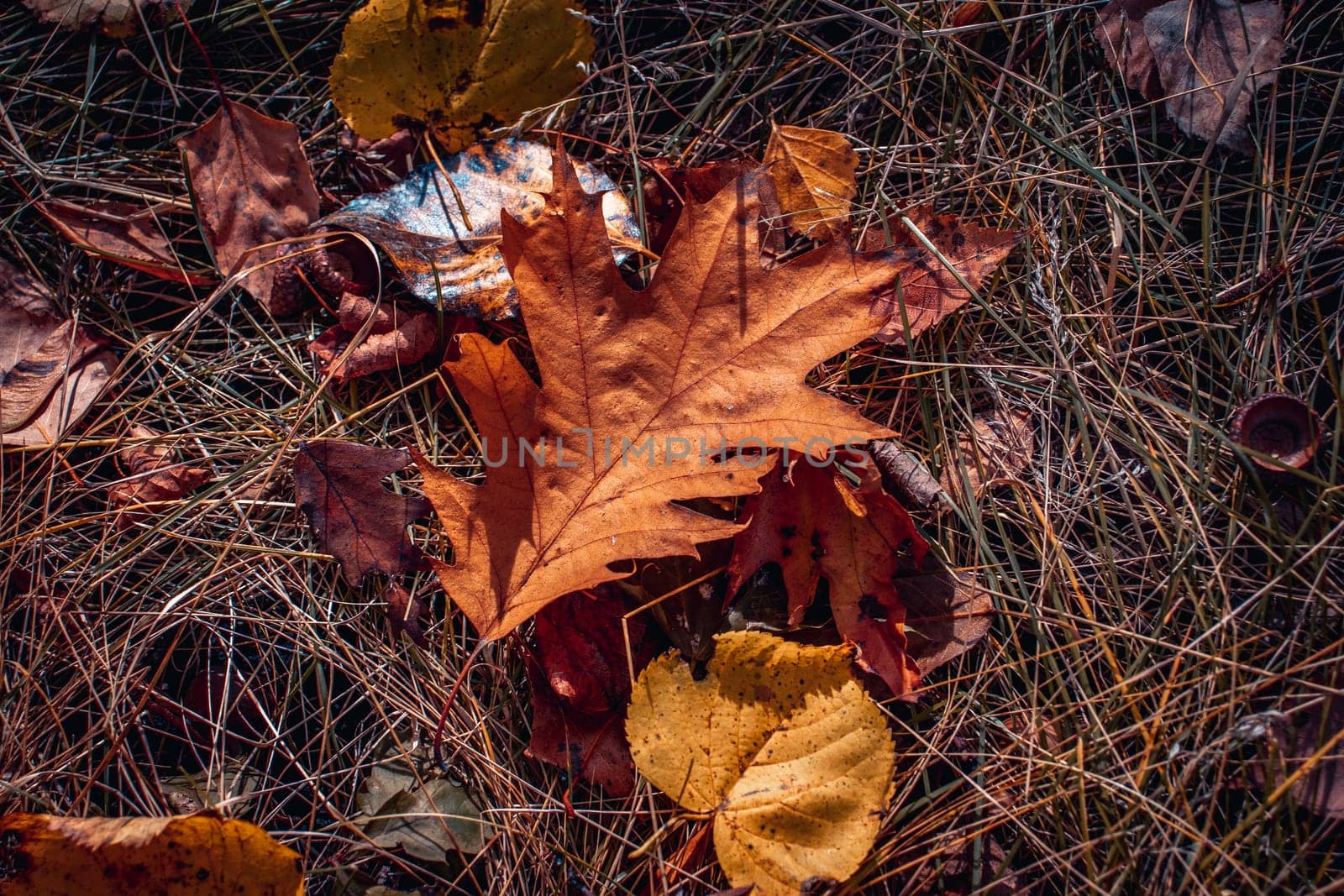 Autumn oak leaves on ground concept photo. Autumnal colorful background. by _Nataly_Nati_