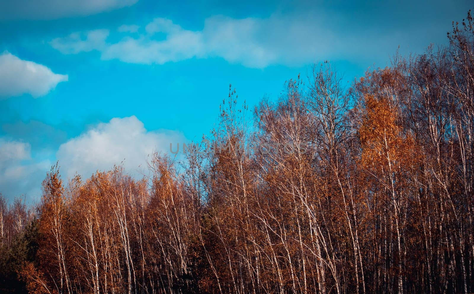 Beautiful landscape with autumn birch trees in sunny weather. Autumnal park, fall season by _Nataly_Nati_