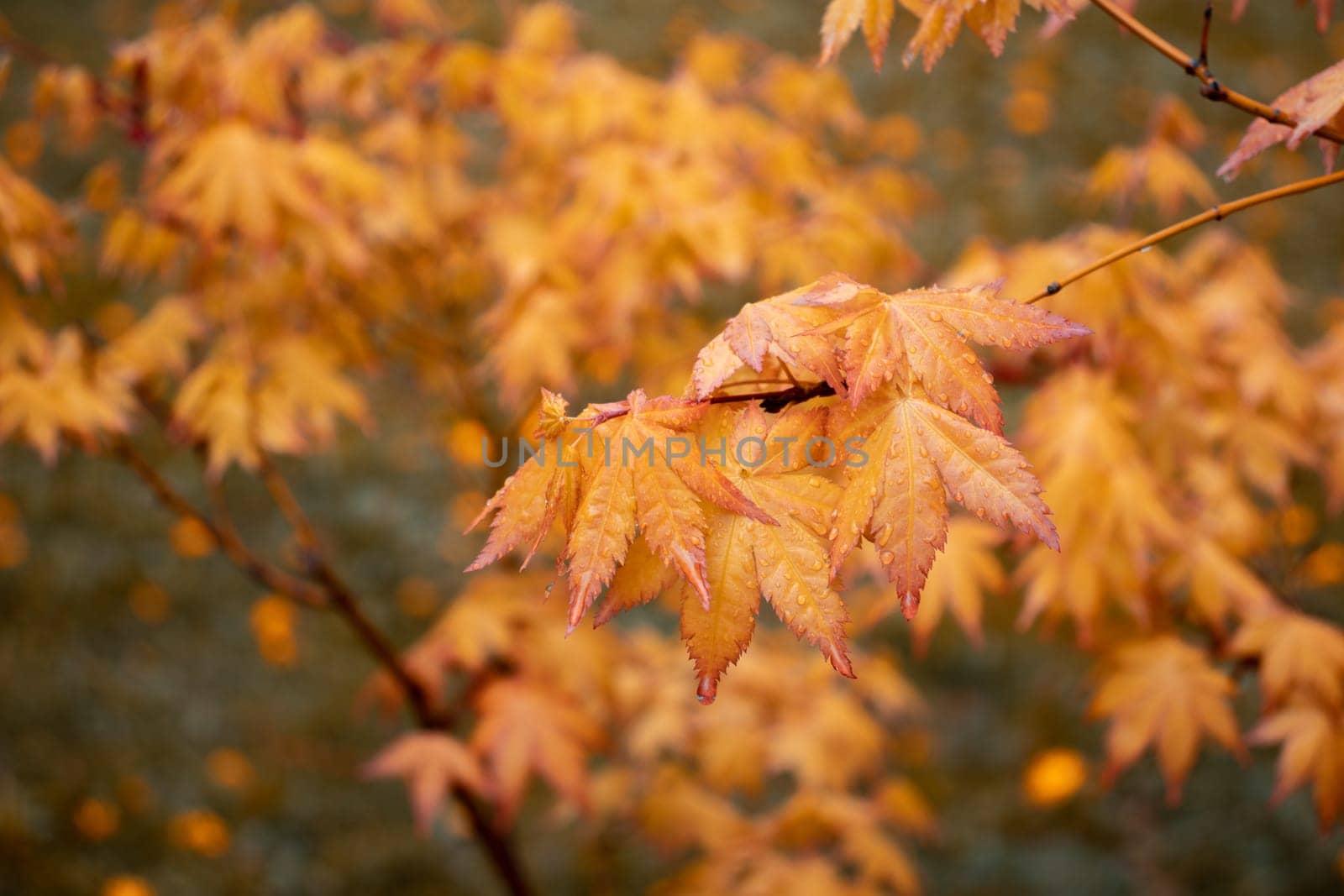 Maple yellow branch with rain drops, autumn background. by _Nataly_Nati_