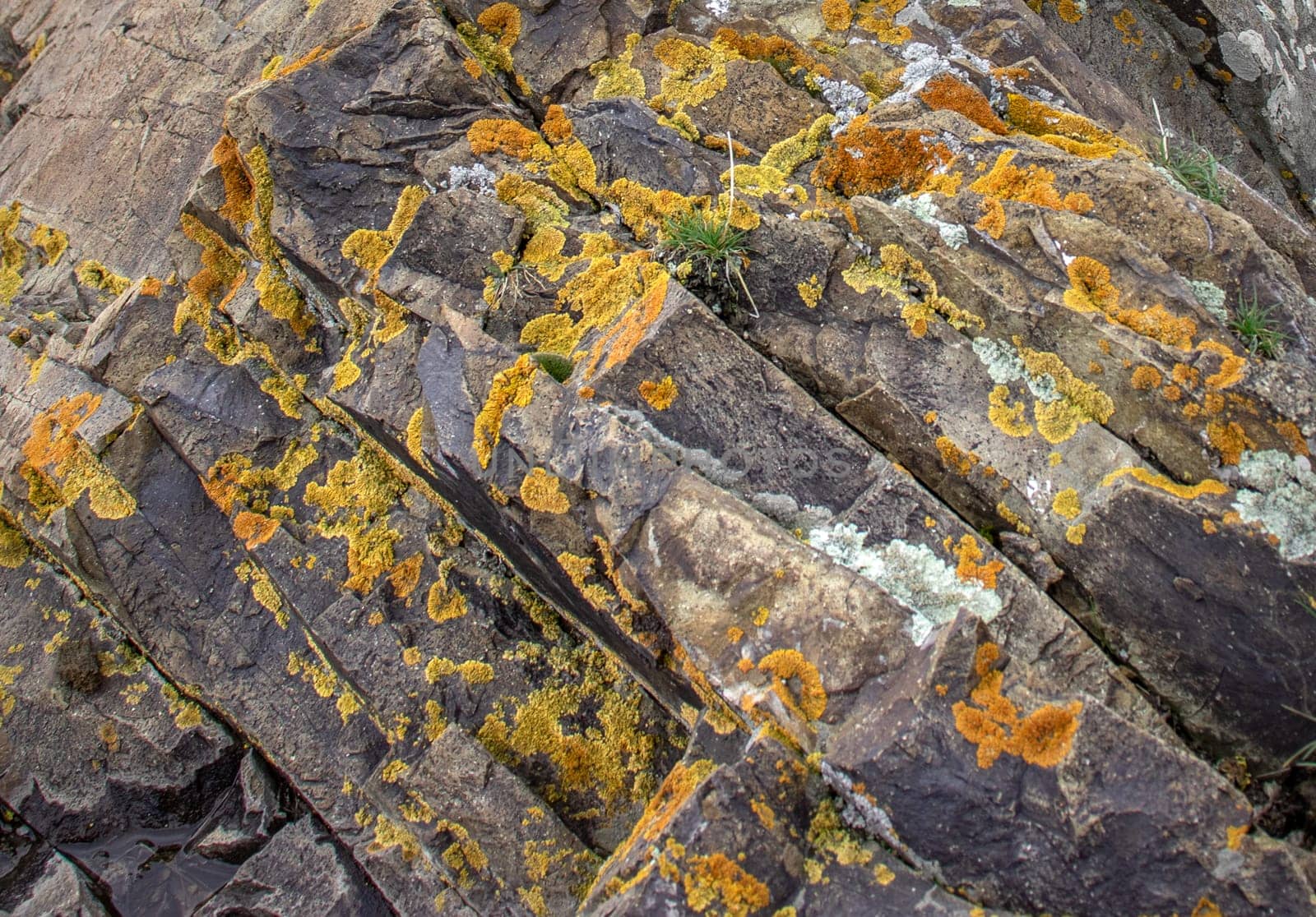 Close up yellow lichen cover the rough stone concept photo. Show with macro view. Rocks full of the moss texture in nature for wallpaper.