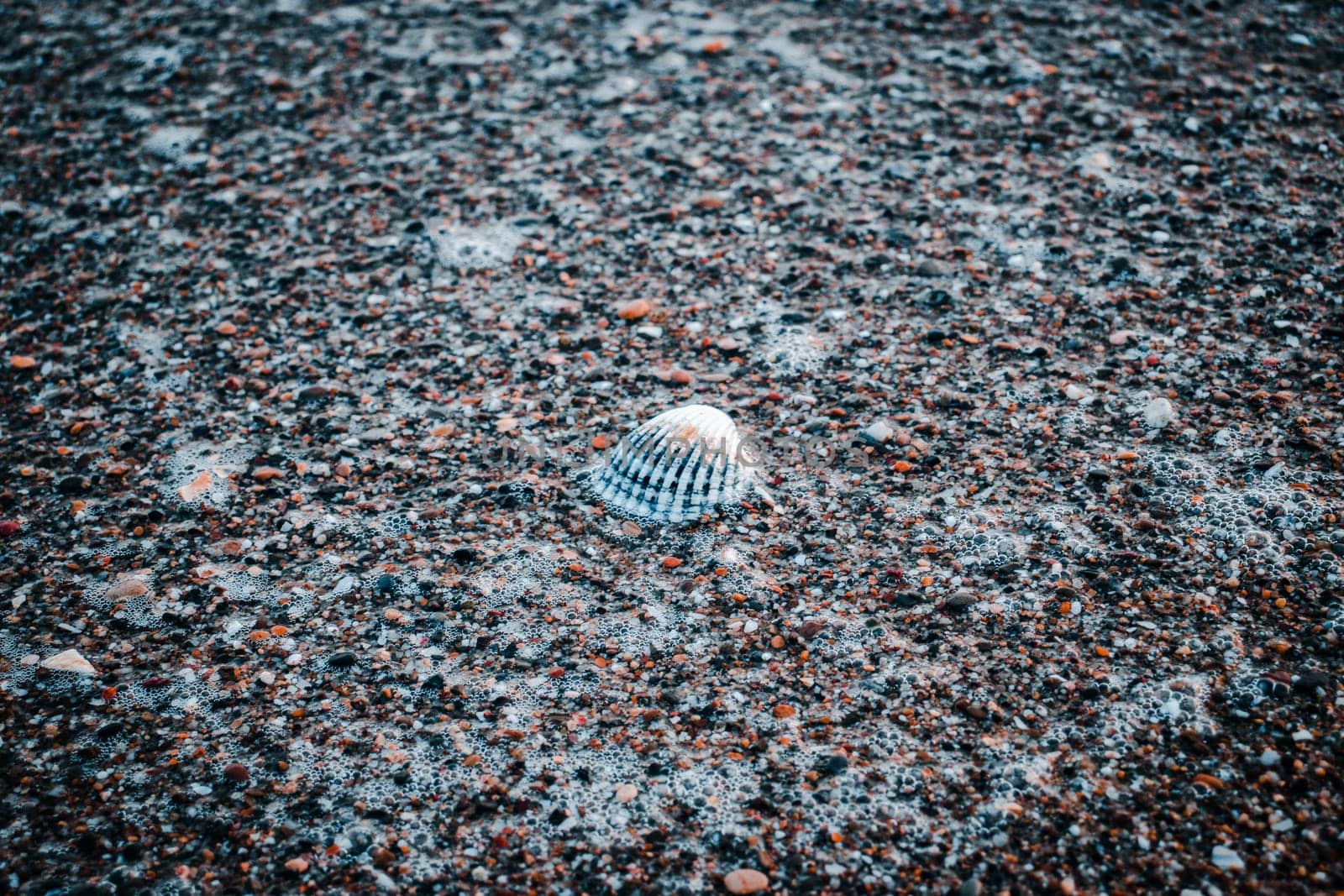 Close up water with algae on the beach concept photo. Pebbles and seashell under water. The view from the top, nautical background. High quality picture for wallpaper