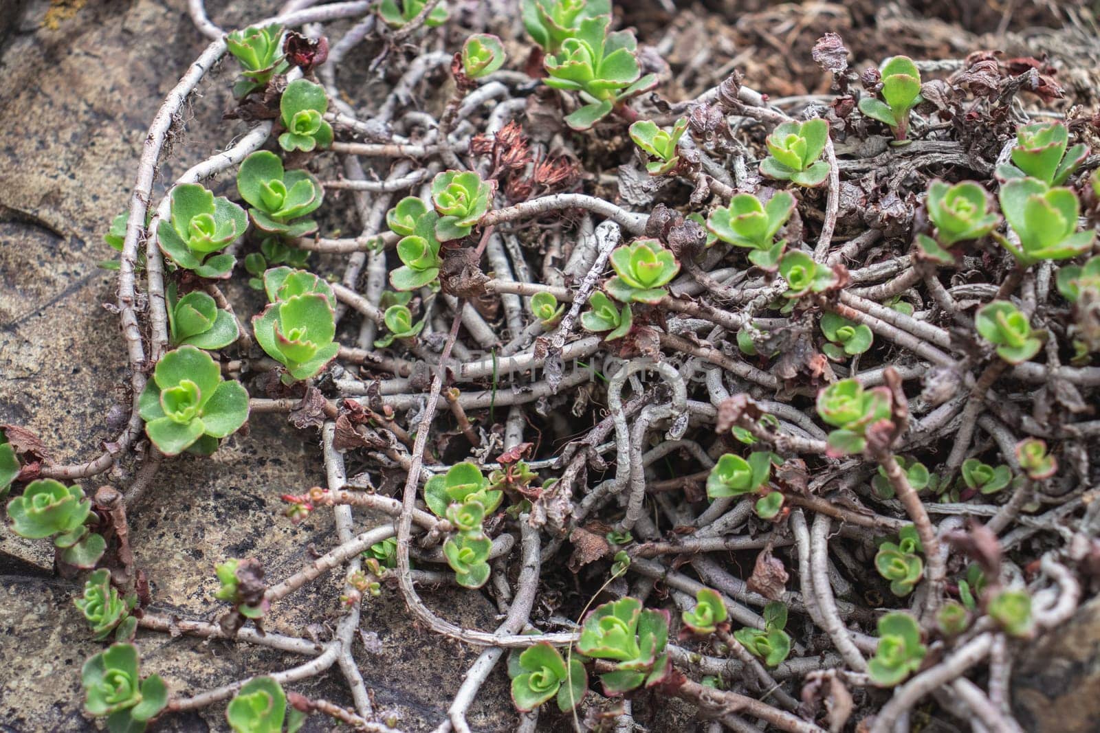 Close up succulent on the rocks concept photo. Outdoor plant surrounded by rocks in mountains. Rocks with moss texture in nature for wallpaper.