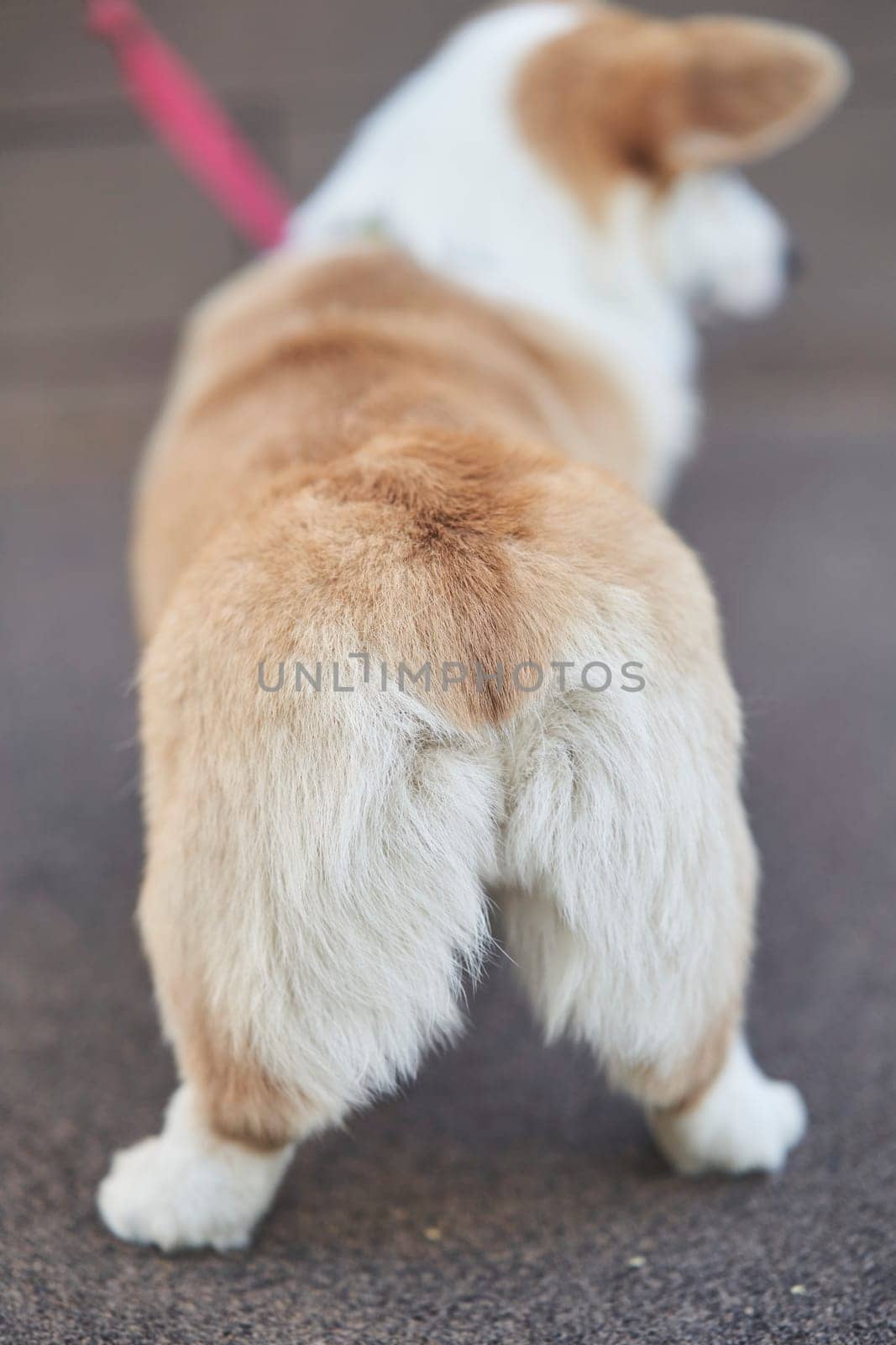 Welsh Corgi dog standing with his back to the camera by driver-s