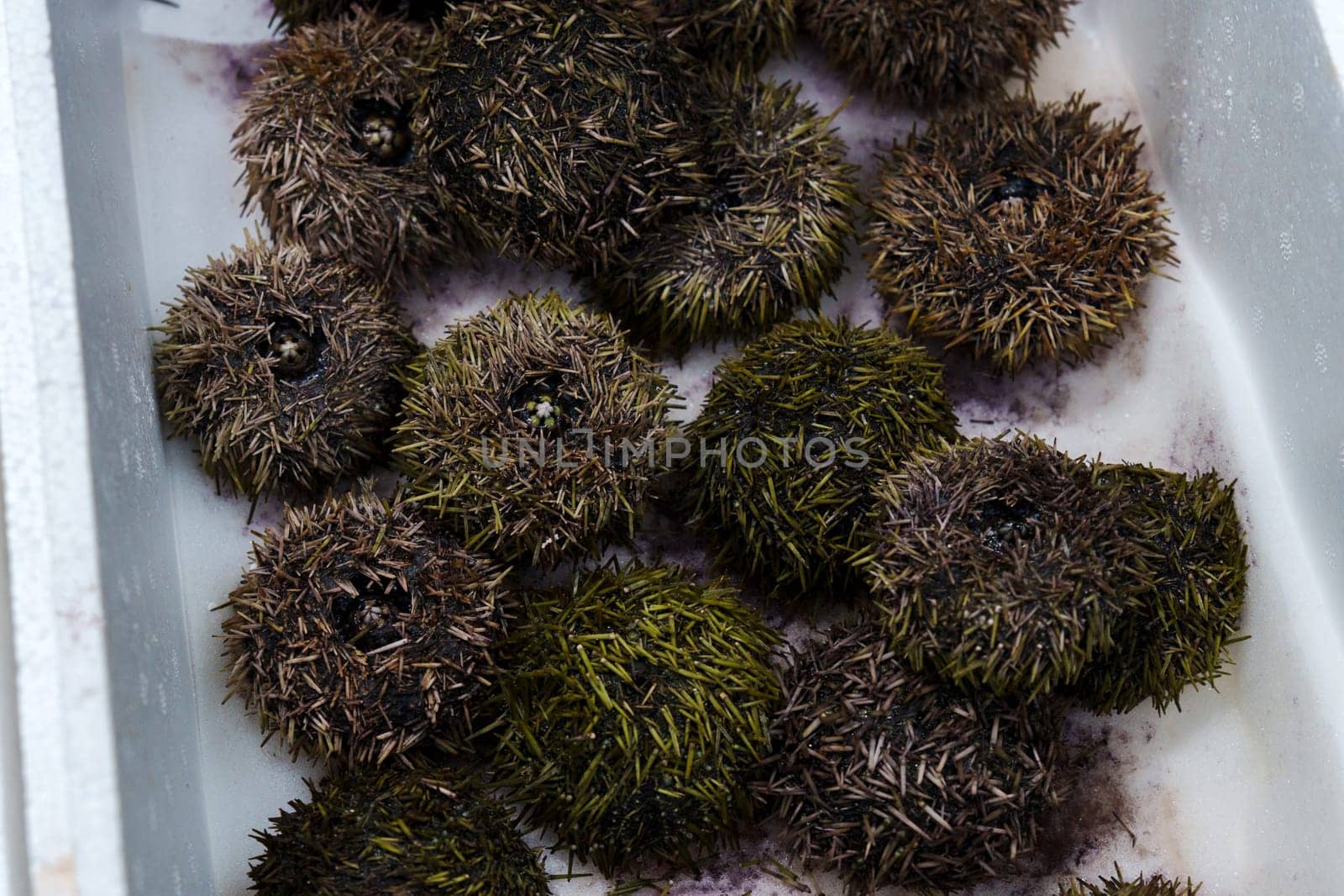 Sea Urchin. Fresh sea urchins border design, delicatessen food. Traditional Mediterranean food. Seafood by darksoul72