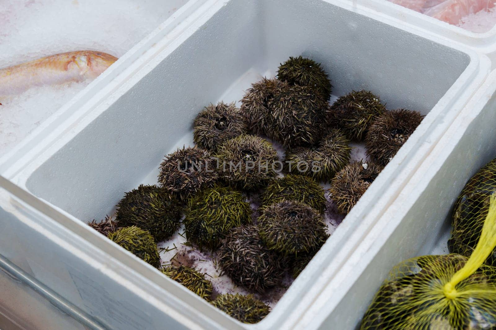 Sea Urchin. Fresh sea urchins border design, delicatessen food. Buying seafood at the supermarket by darksoul72