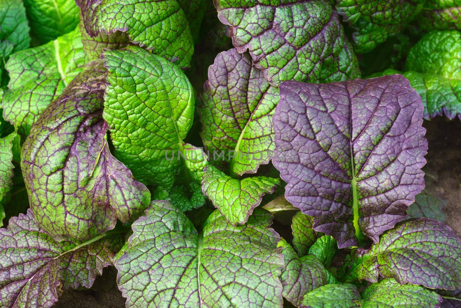 Mustard greens are one of the popular leaf vegetables harvested mustard greens in garden.