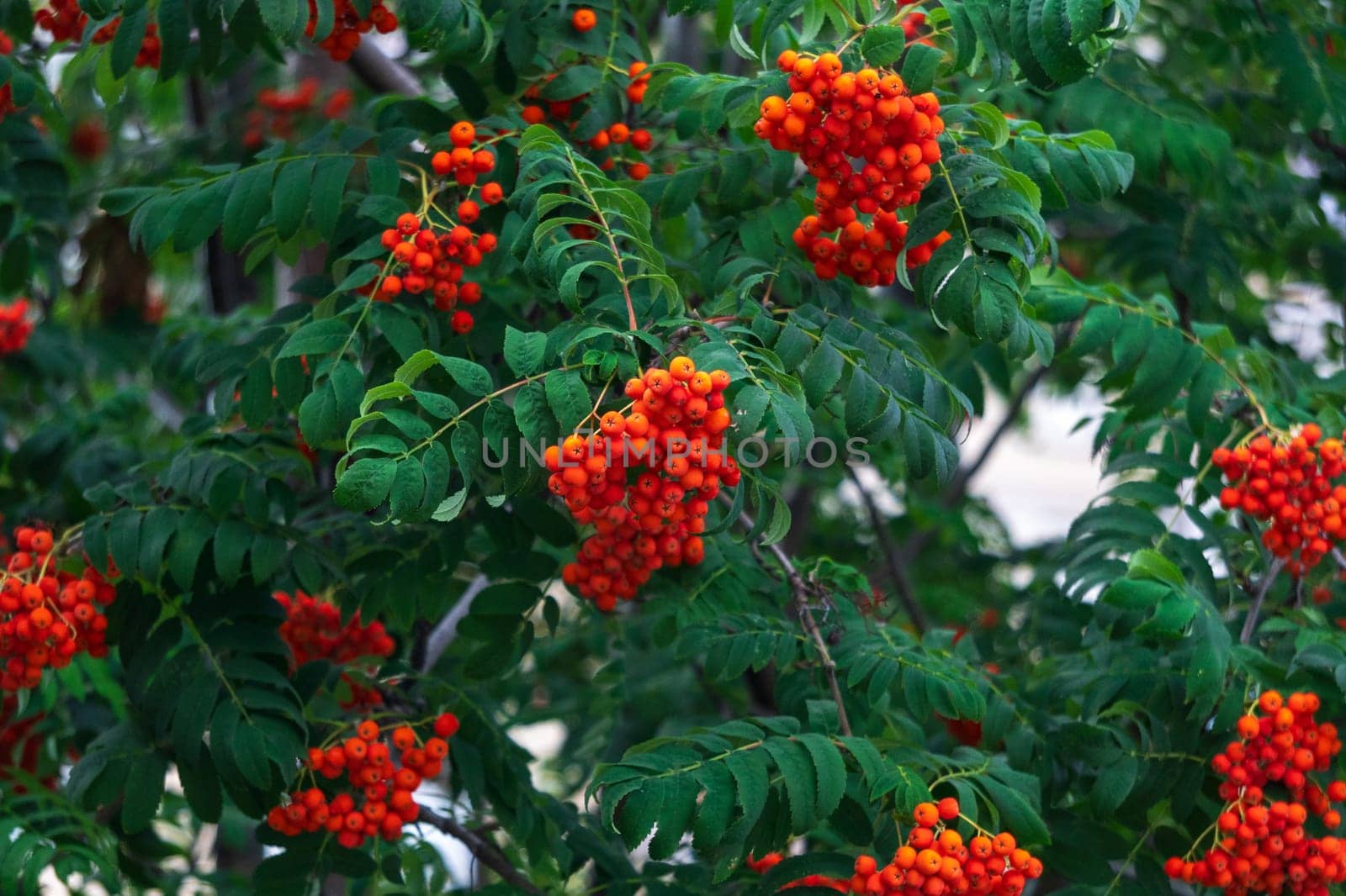 Rowan branch with a bunch of red ripe berries. Sorbus aucuparia tree close up