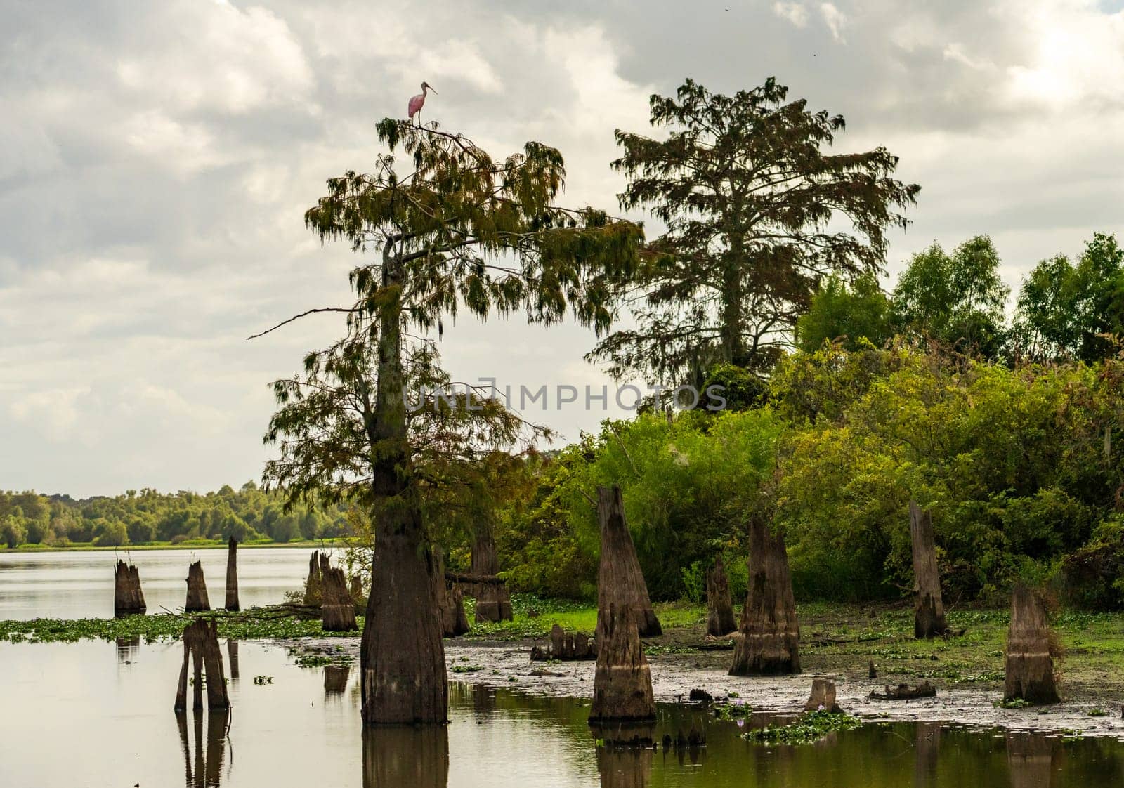 Roseate spoonbill bird perched on bald cypress above calm waters of Atchafalaya Basin near Baton Rouge Louisiana