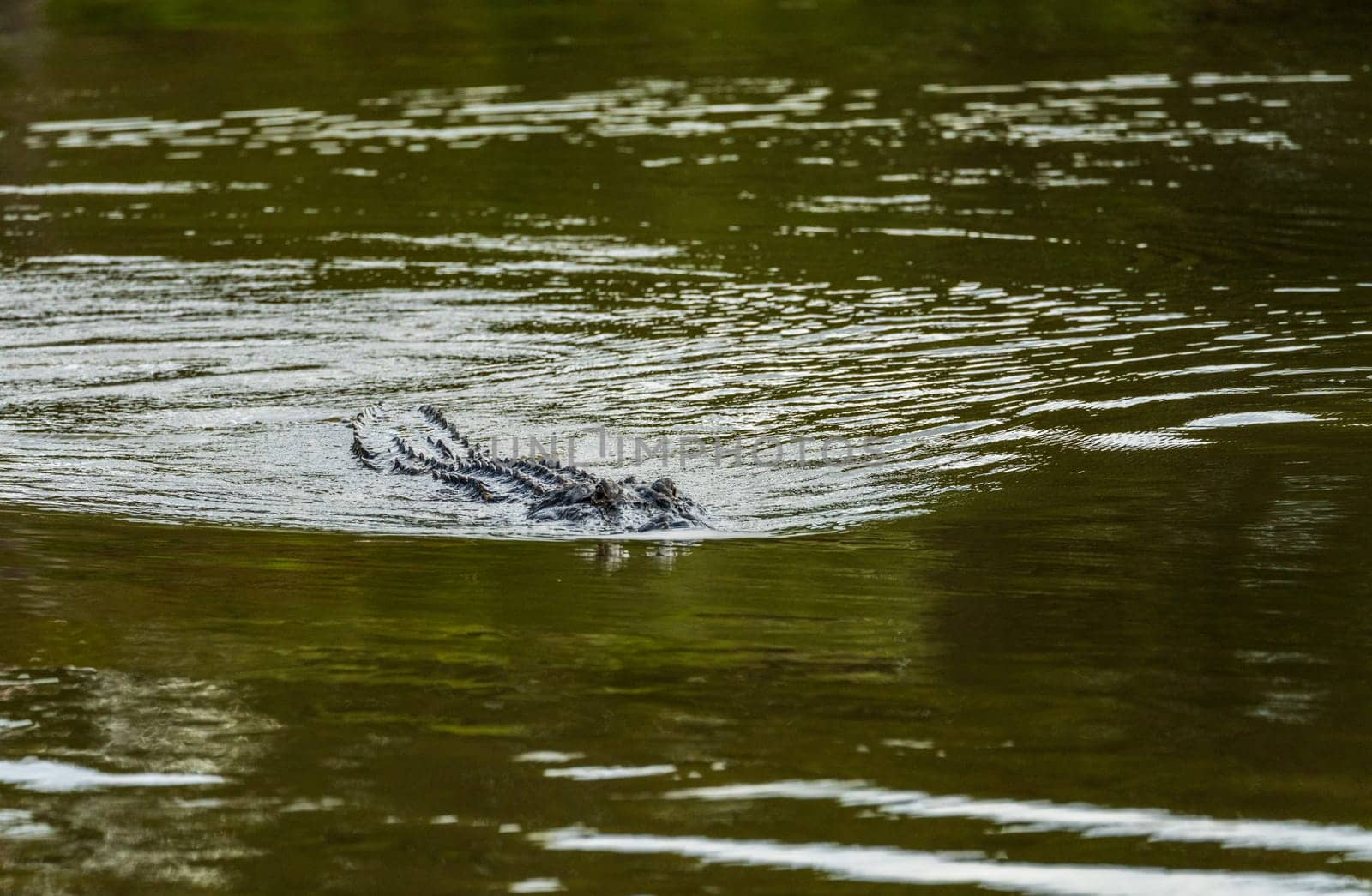 American alligator approaching across calm waters of Atchafalaya basin by steheap