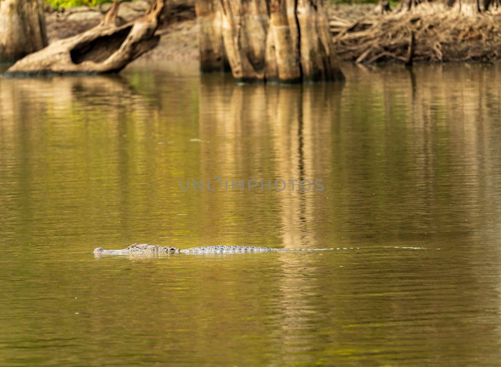 American alligator in profile in calm waters of Atchafalaya basin by steheap