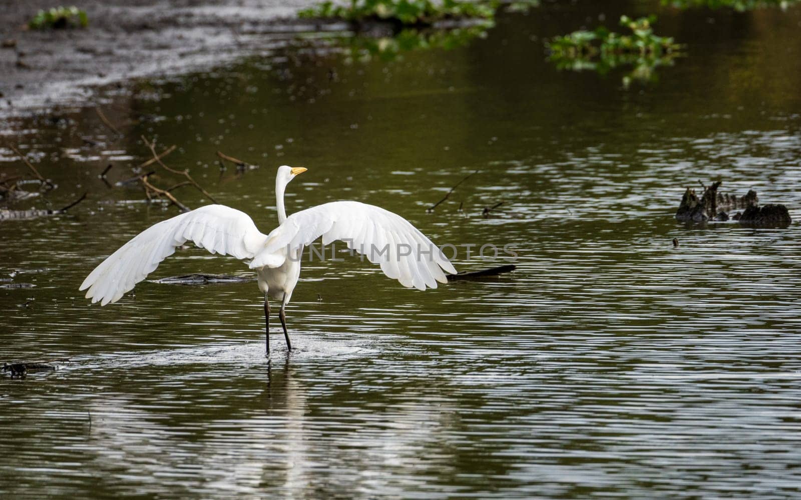 Great Egret bird wading with outstretched wings by stumps of bald cypress trees in Atchafalaya Basin near Baton Rouge Louisiana