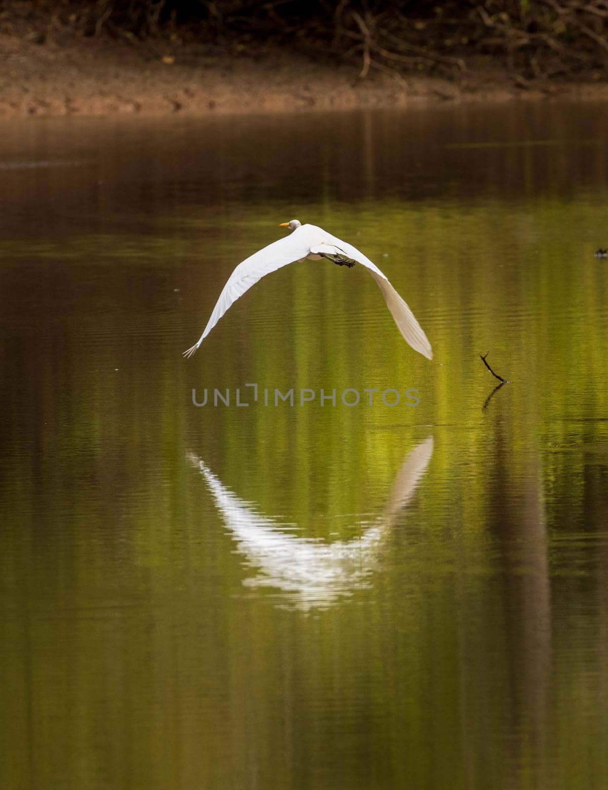 Great Egret flying in perfect circle in Atchafalaya basin by steheap