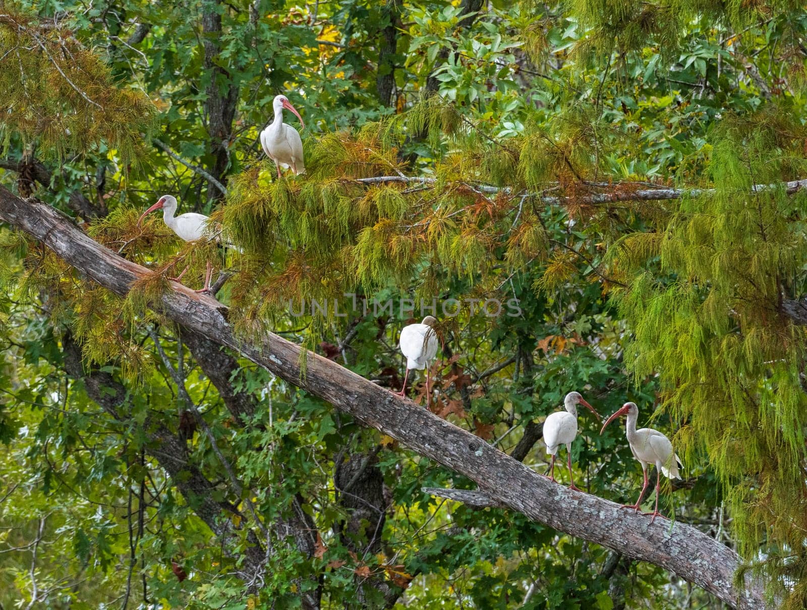 Five American white ibis birds perched on branch of tree in Atchafalaya Basin near Baton Rouge Louisiana