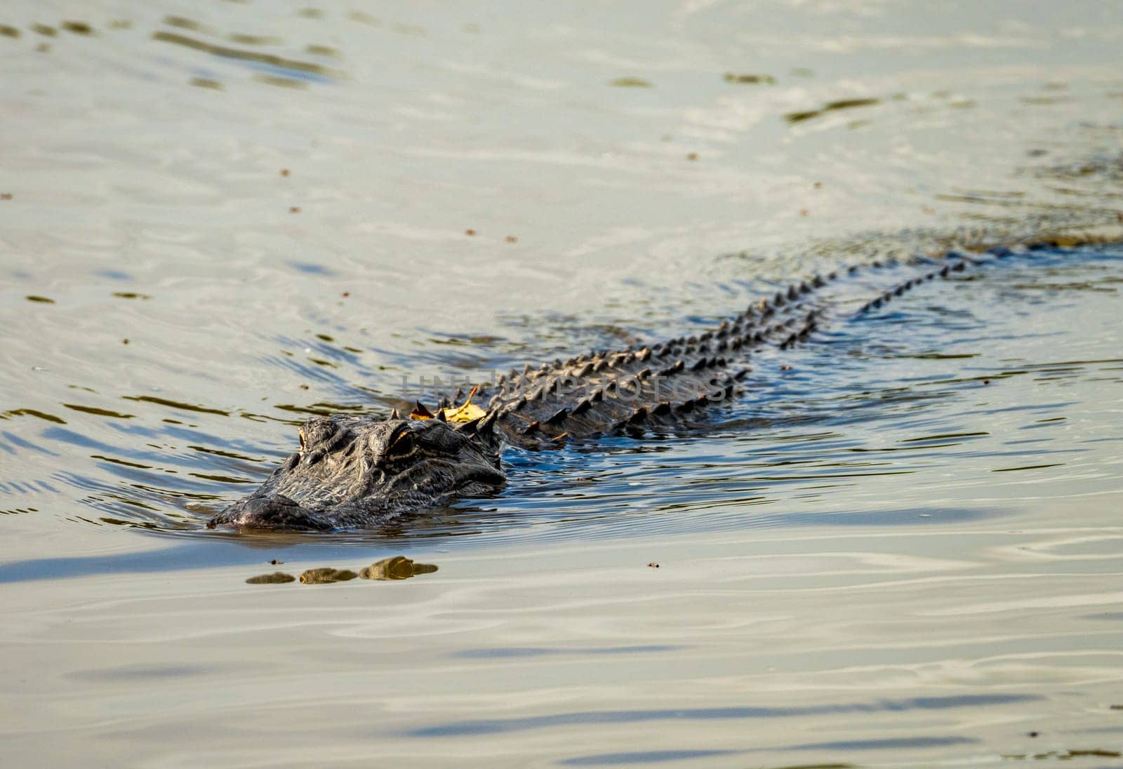 American alligator approaching across calm waters of Atchafalaya basin by steheap