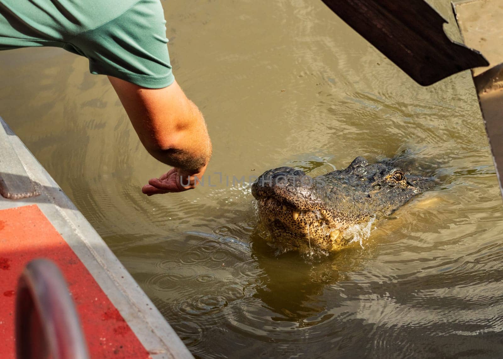 Snout of American alligator in Atchafalaya basin by steheap