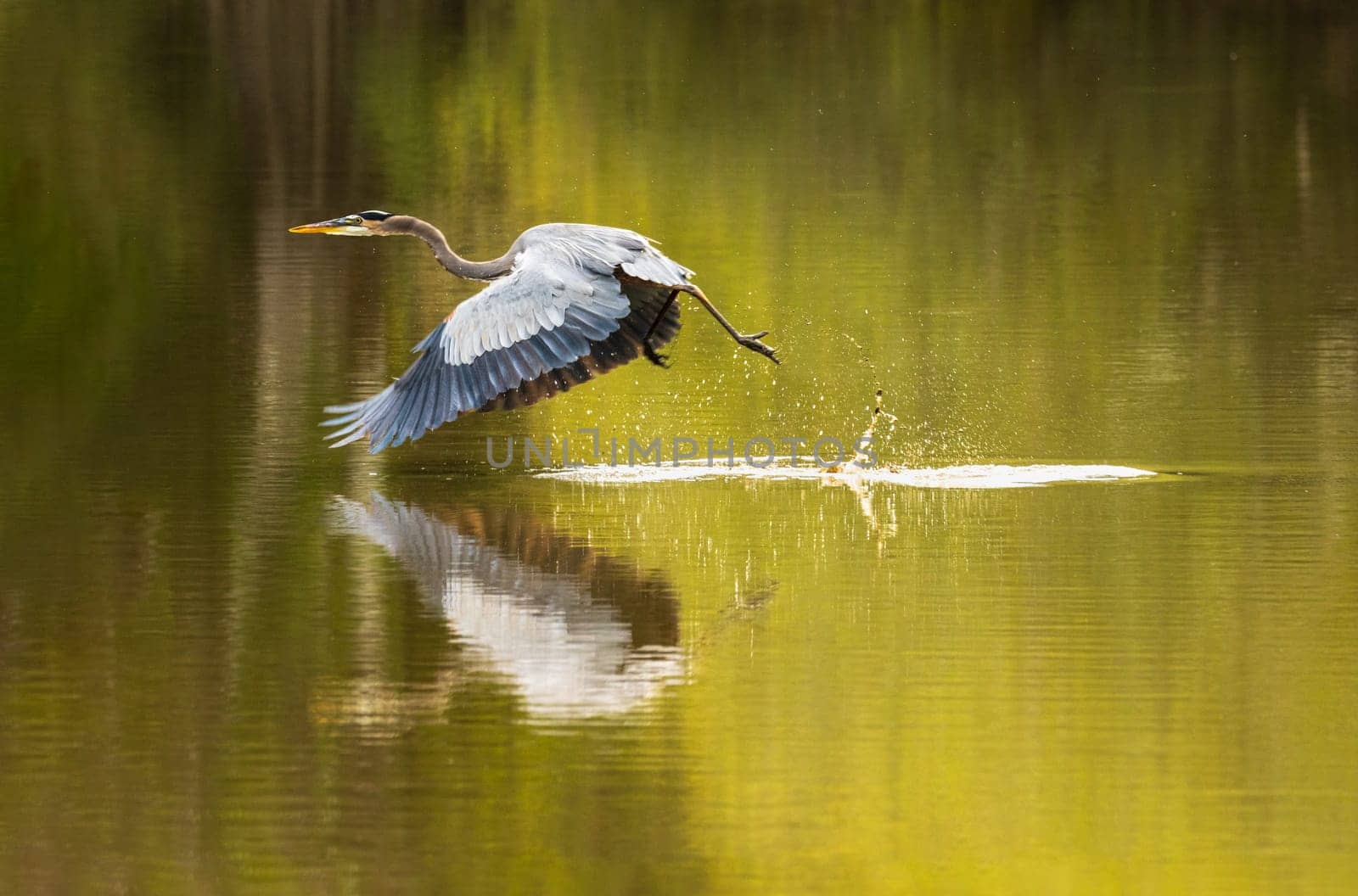 Great blue heron taking off from calm water in Atchafalaya basin by steheap