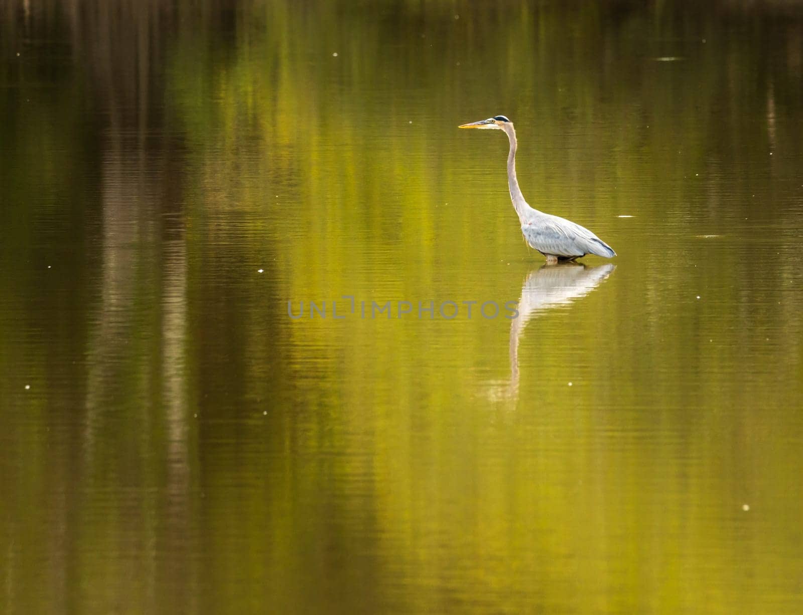 Great blue heron bird standing for portrait in the calm waters of Atchafalaya Basin near Baton Rouge Louisiana