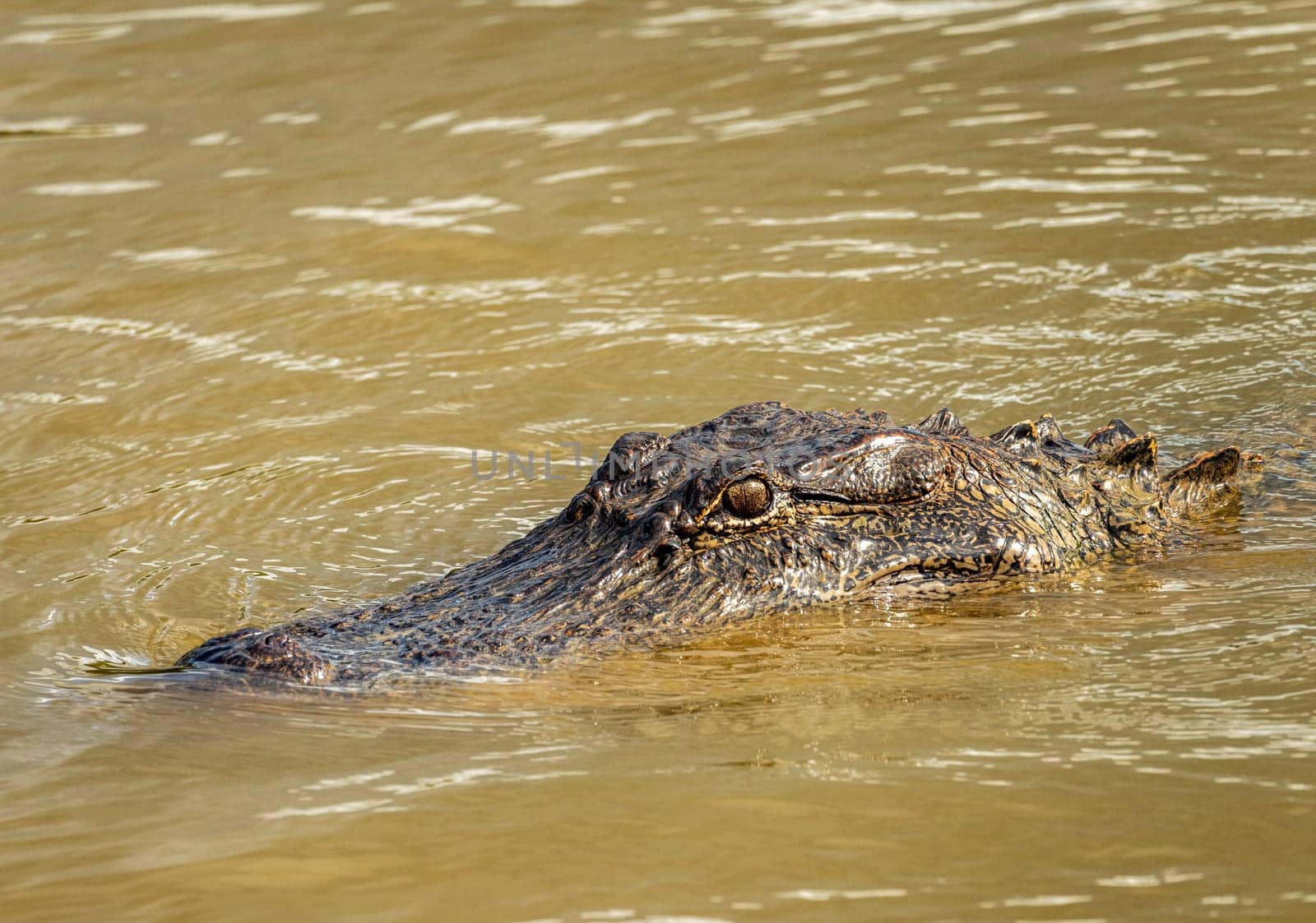 Head and eyes of American alligator in the calm waters of Atchafalaya basin by steheap
