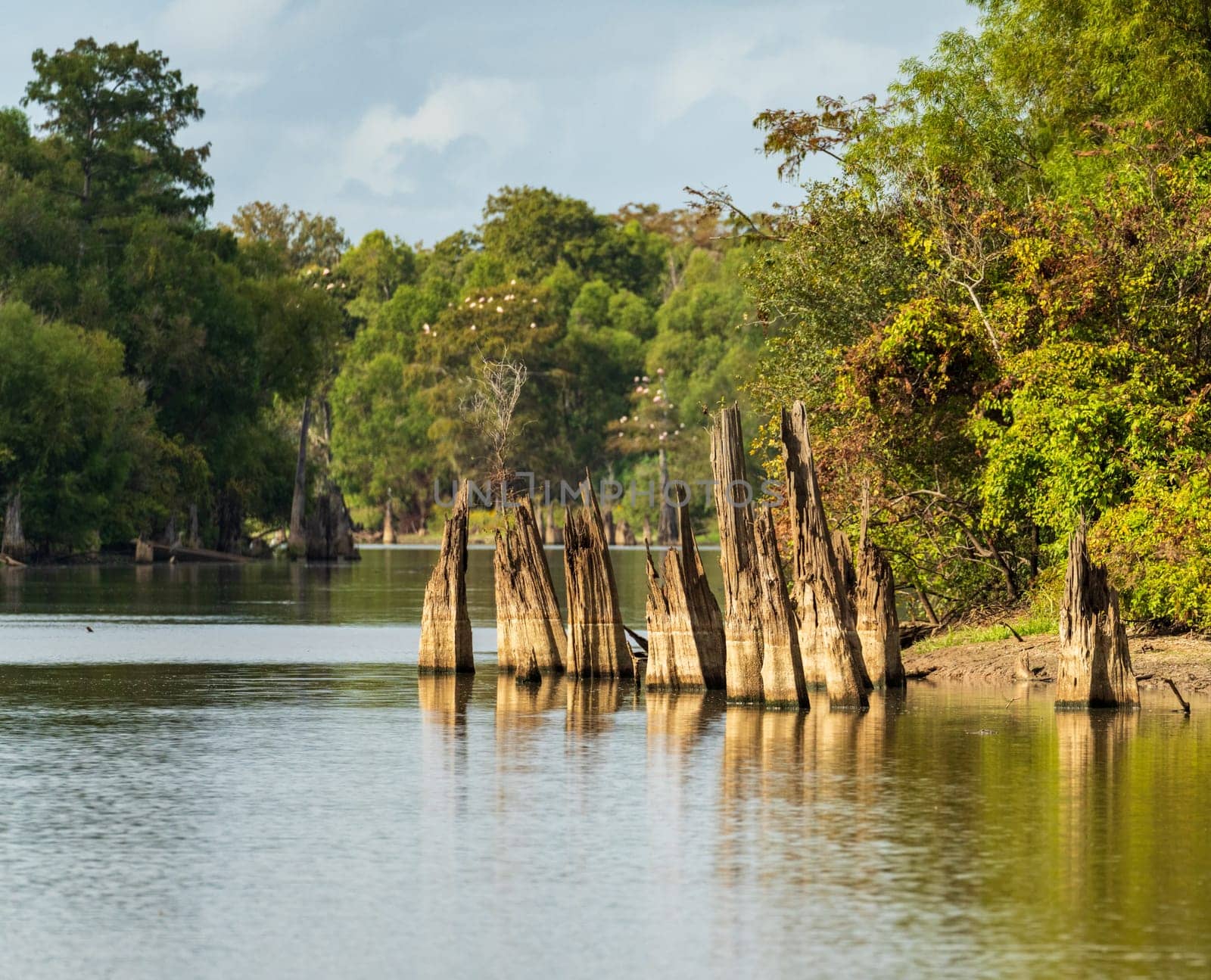 Stumps of bald cypress trees rise out of water in Atchafalaya basin by steheap