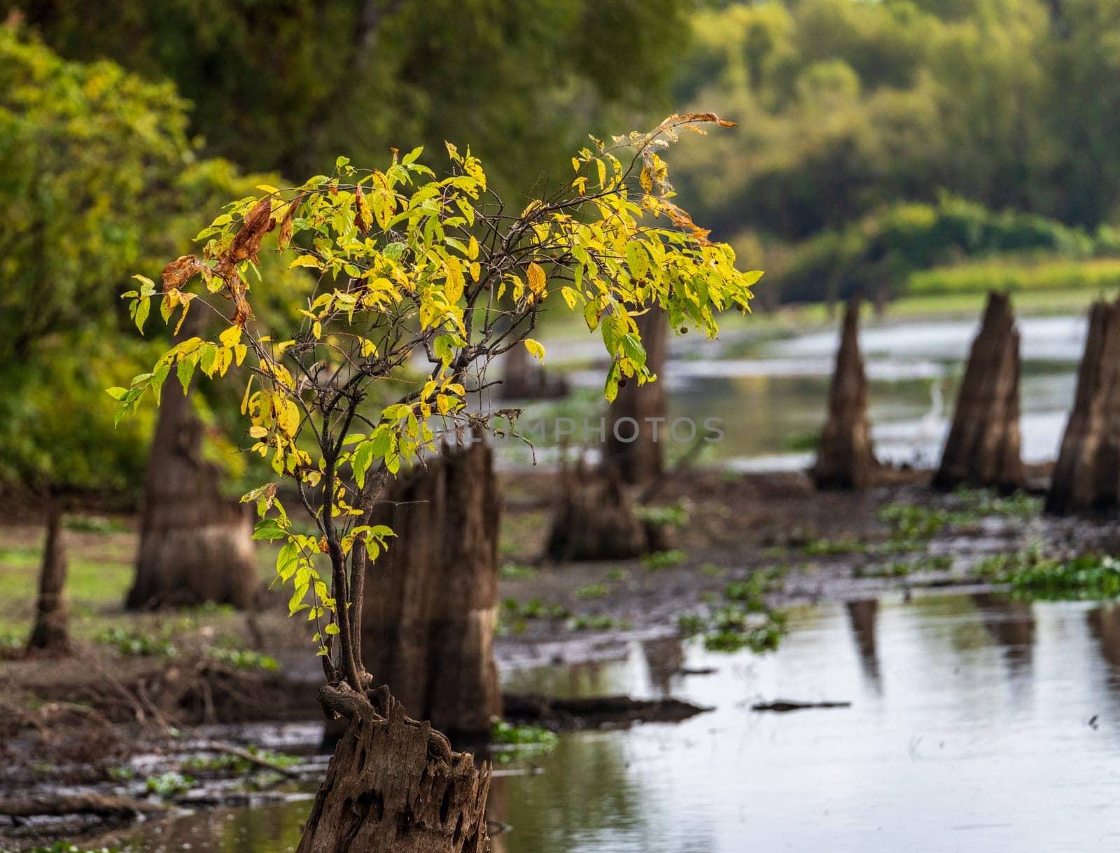 New growth from stumps of bald cypress trees in Atchafalaya basin by steheap