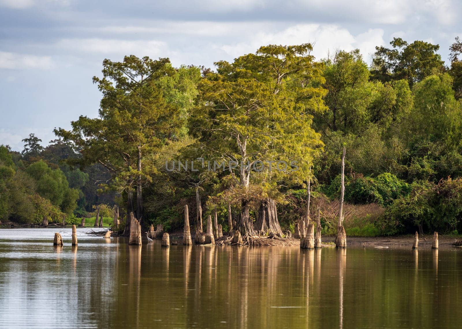 Stumps of bald cypress trees rise out of water in Atchafalaya basin by steheap