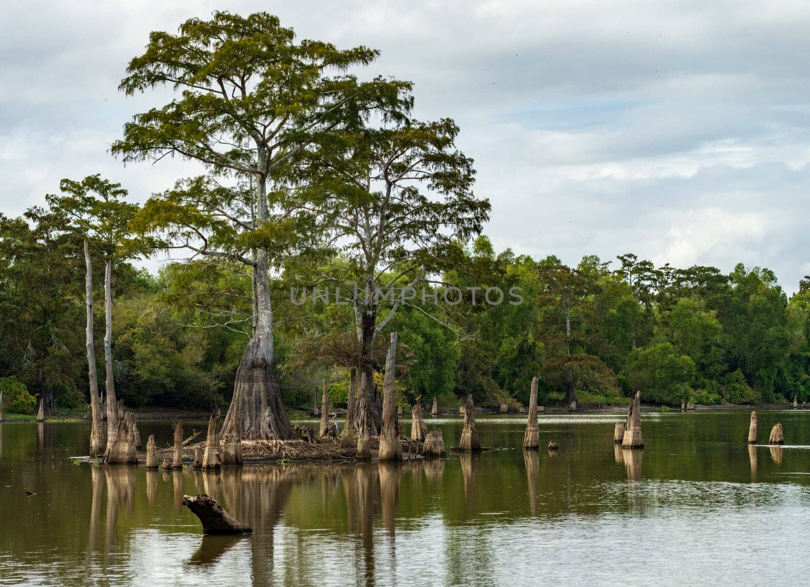 Large bald cypress trees rise out of water in Atchafalaya basin by steheap