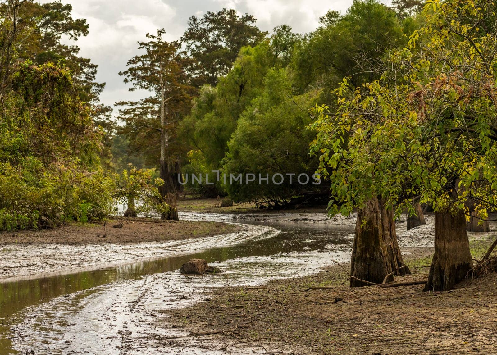 Muddy channel or pathway taken by airboat tours of the bayou of Atchafalaya Basin near Baton Rouge Louisiana