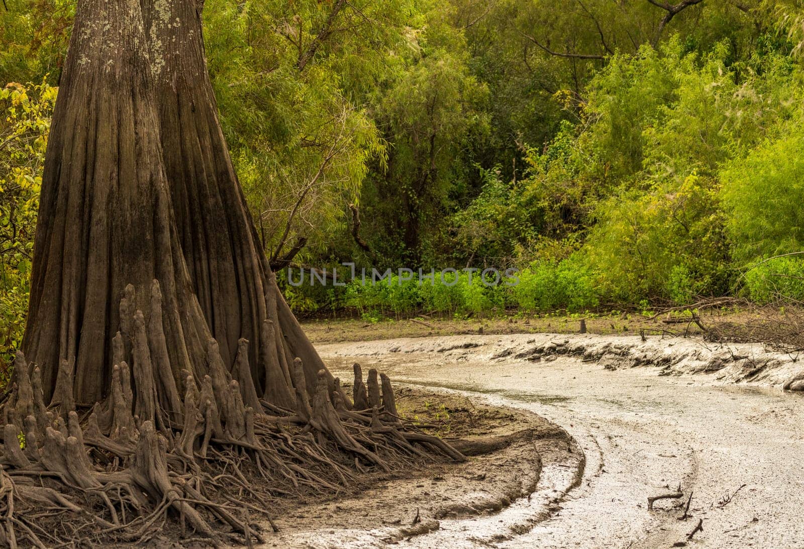 Muddy track channel taken by airboats in Atchafalaya basin by steheap