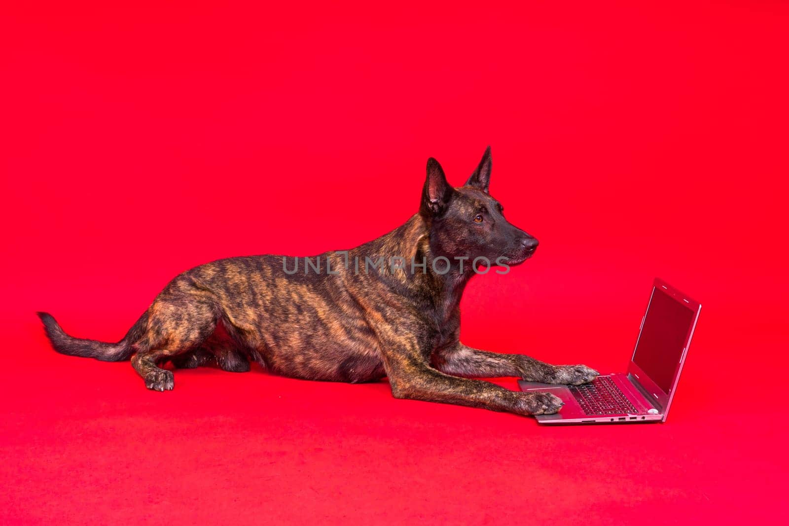 A bossy looking dog Dutch shepherd at a computer. Concept of a strict manager, office related humor by Zelenin