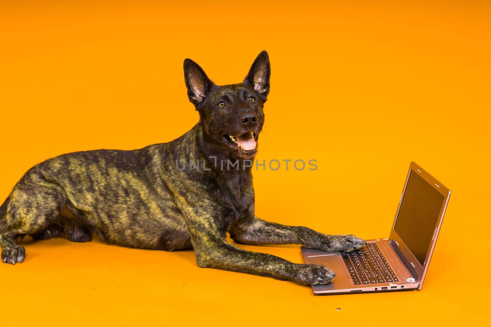 A bossy looking dog Dutch shepherd at a computer. Concept of a strict manager, office related humor by Zelenin