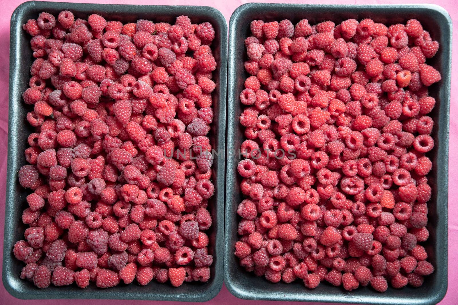 fresh pink raspberries in containers, big summer harvest of berries by KaterinaDalemans