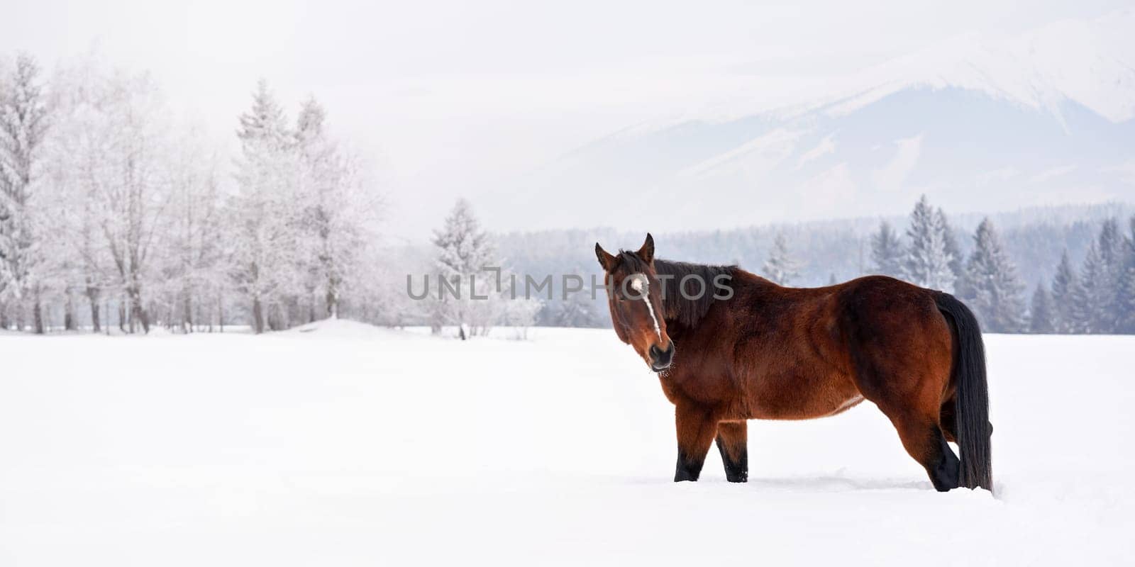Older dark brown horse  standing on snow covered field, trees and mountains in background, wide banner with space for text left side by Ivanko