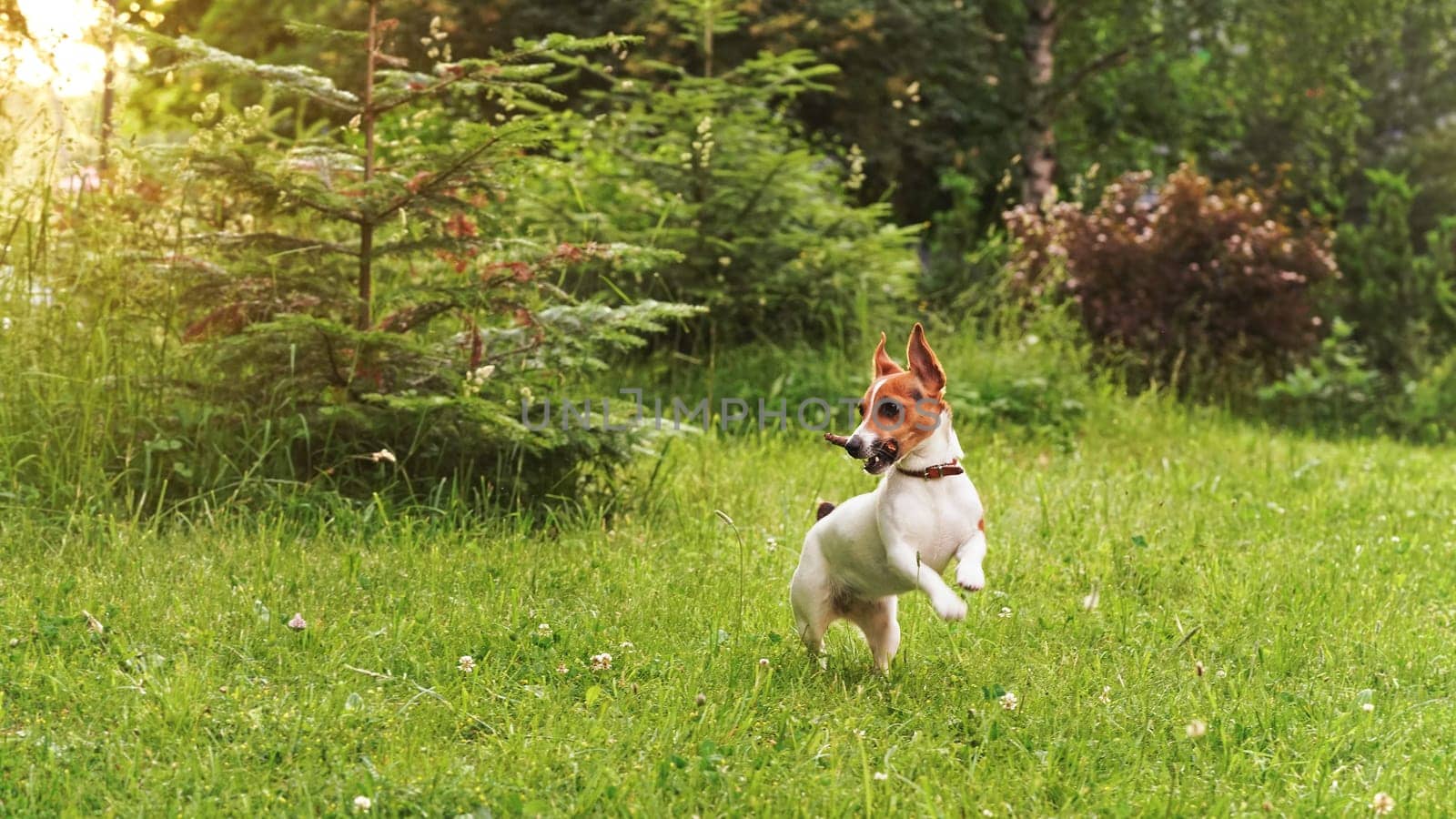 Small Jack Russell terrier playing on grass meadow, running with wood stick in her mouth, trees at background by Ivanko