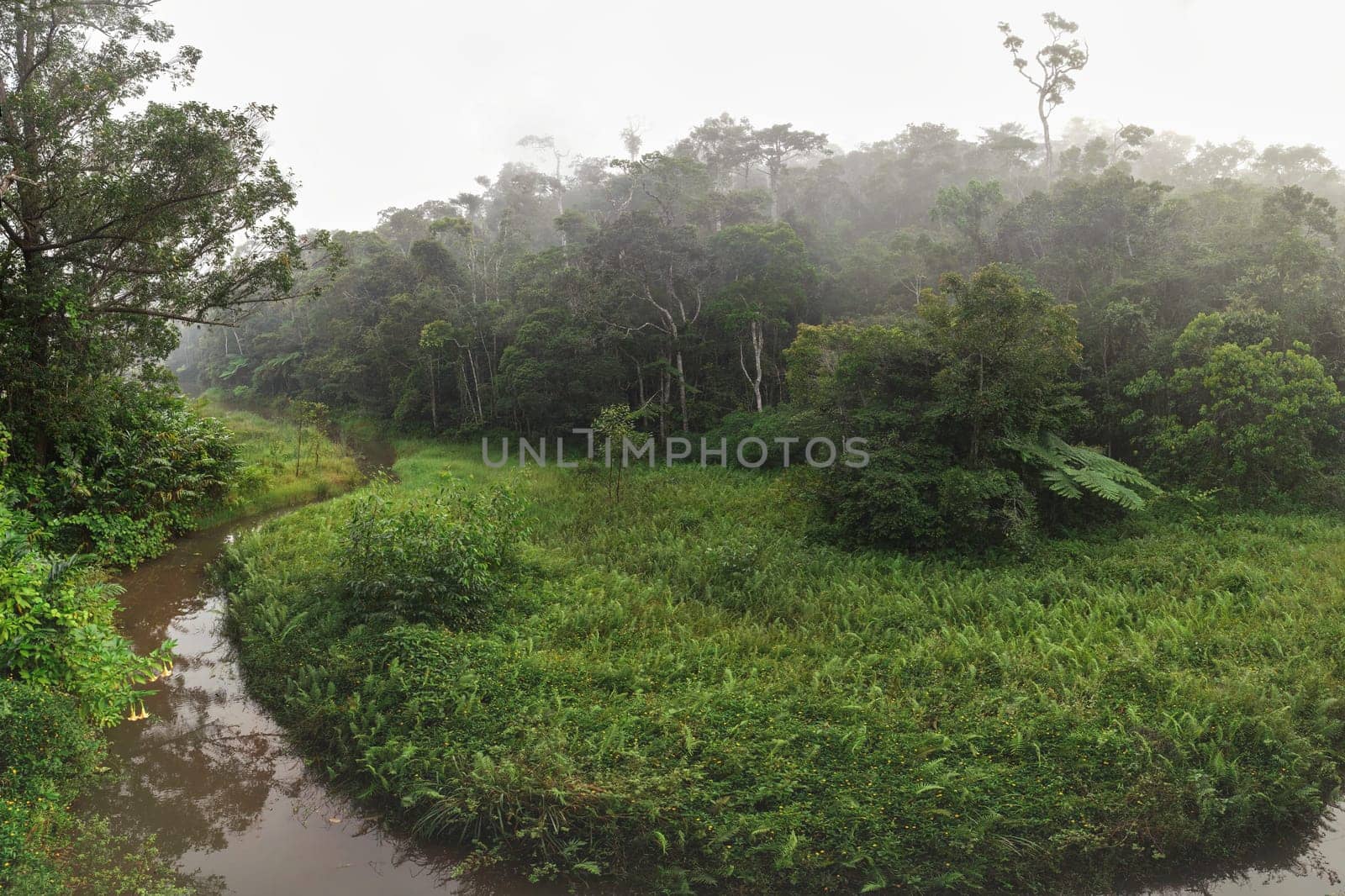 High resolution wide angle panorama - calm morning in tropical rainforest jungle with small river. Vibrant green foliage - most of it endemic to Madagascar.